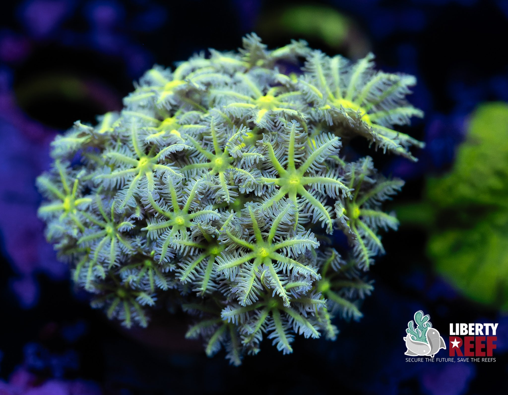 Neon Green Clove Polyps