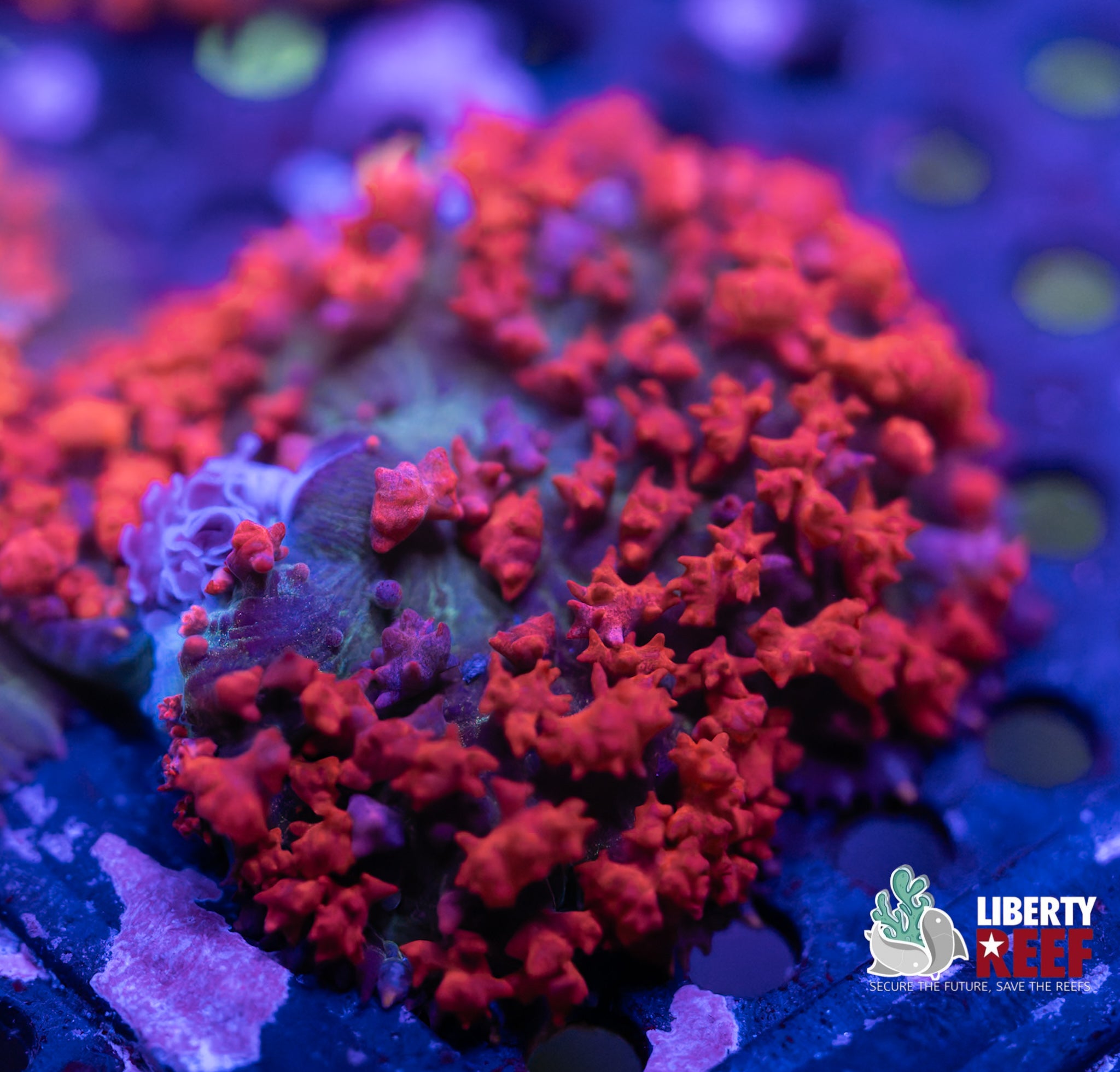 St. Thomas Mushroom