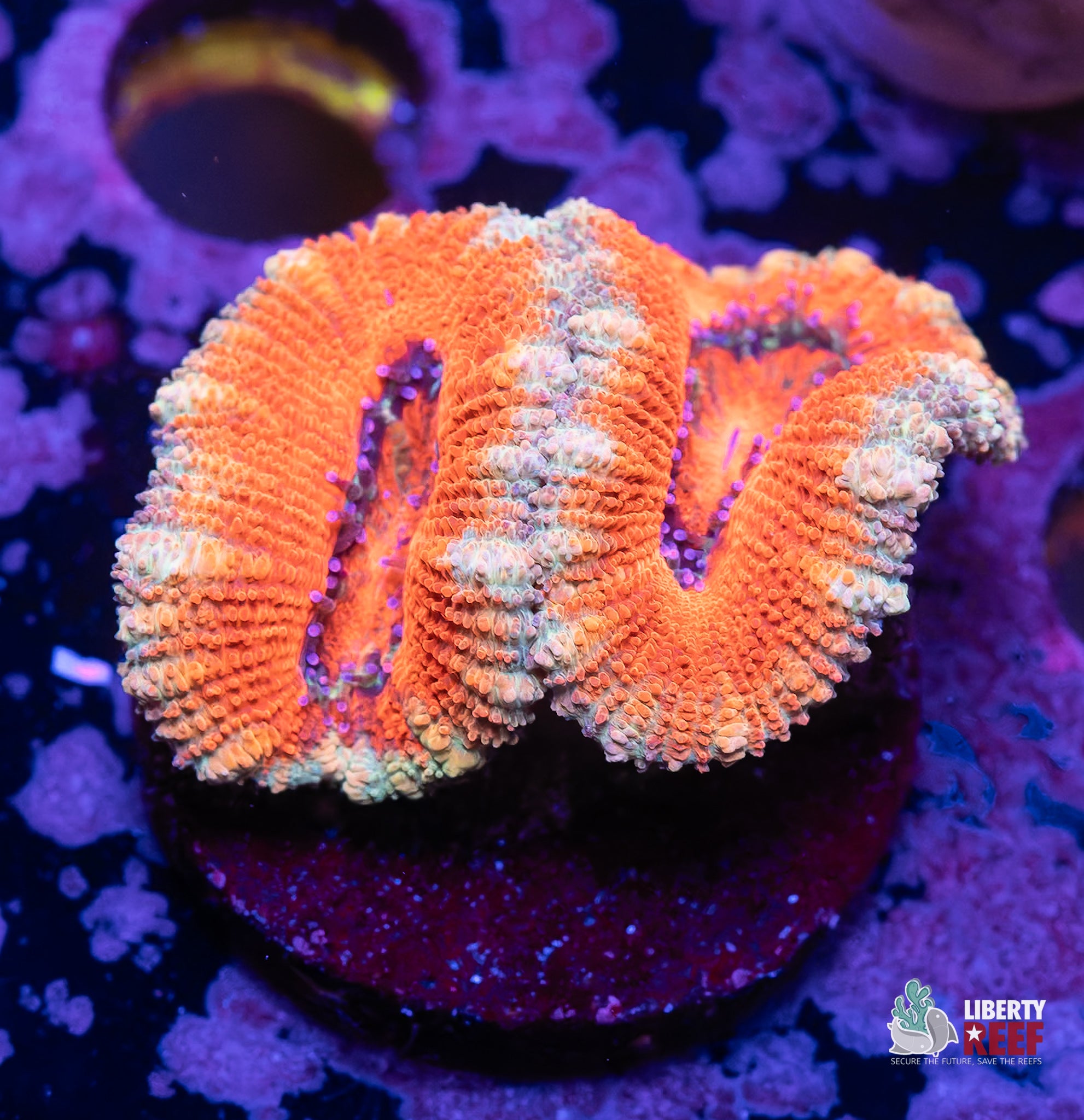 10/31 Online Auction