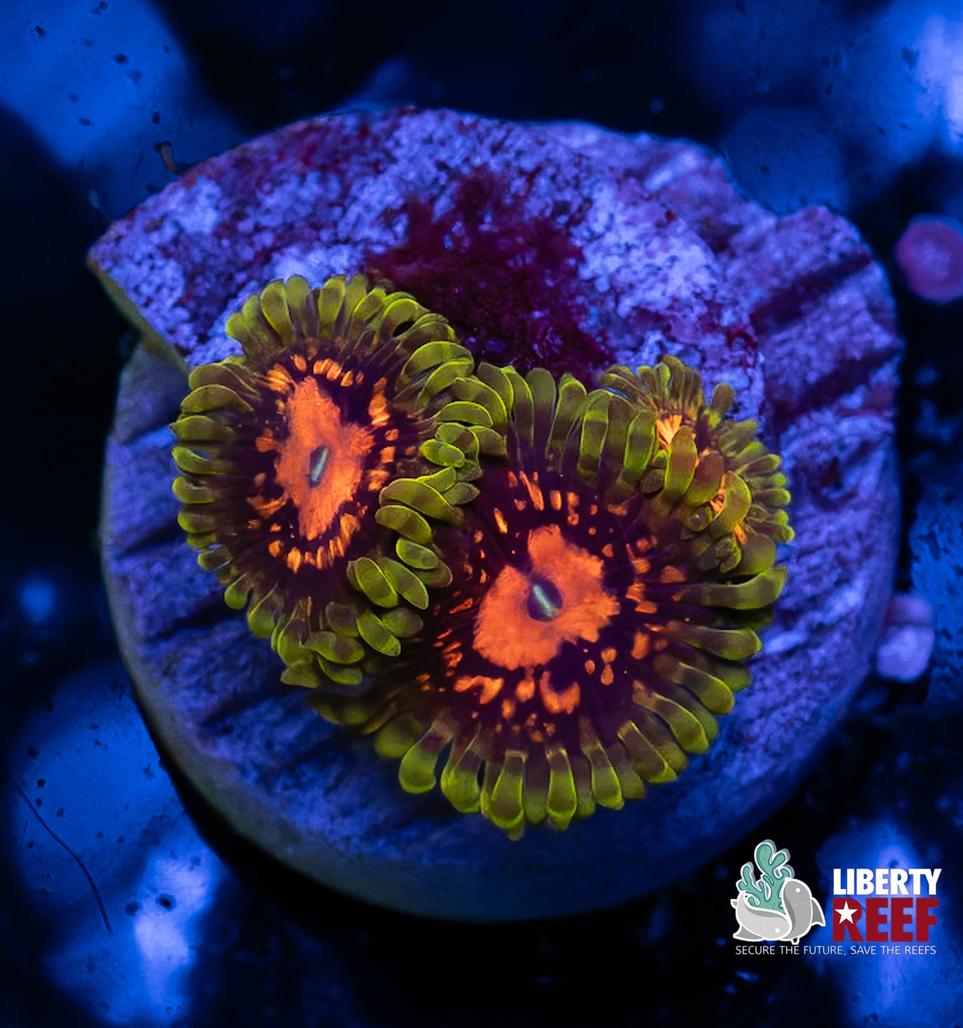 Marvin the Martian Zoas