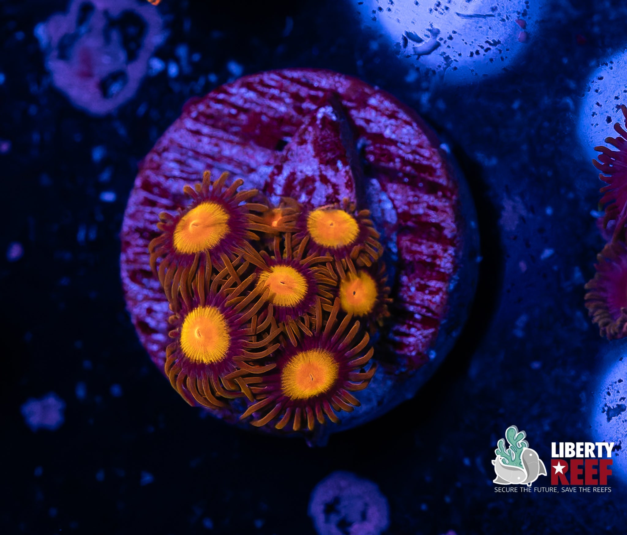 King Midas Zoas