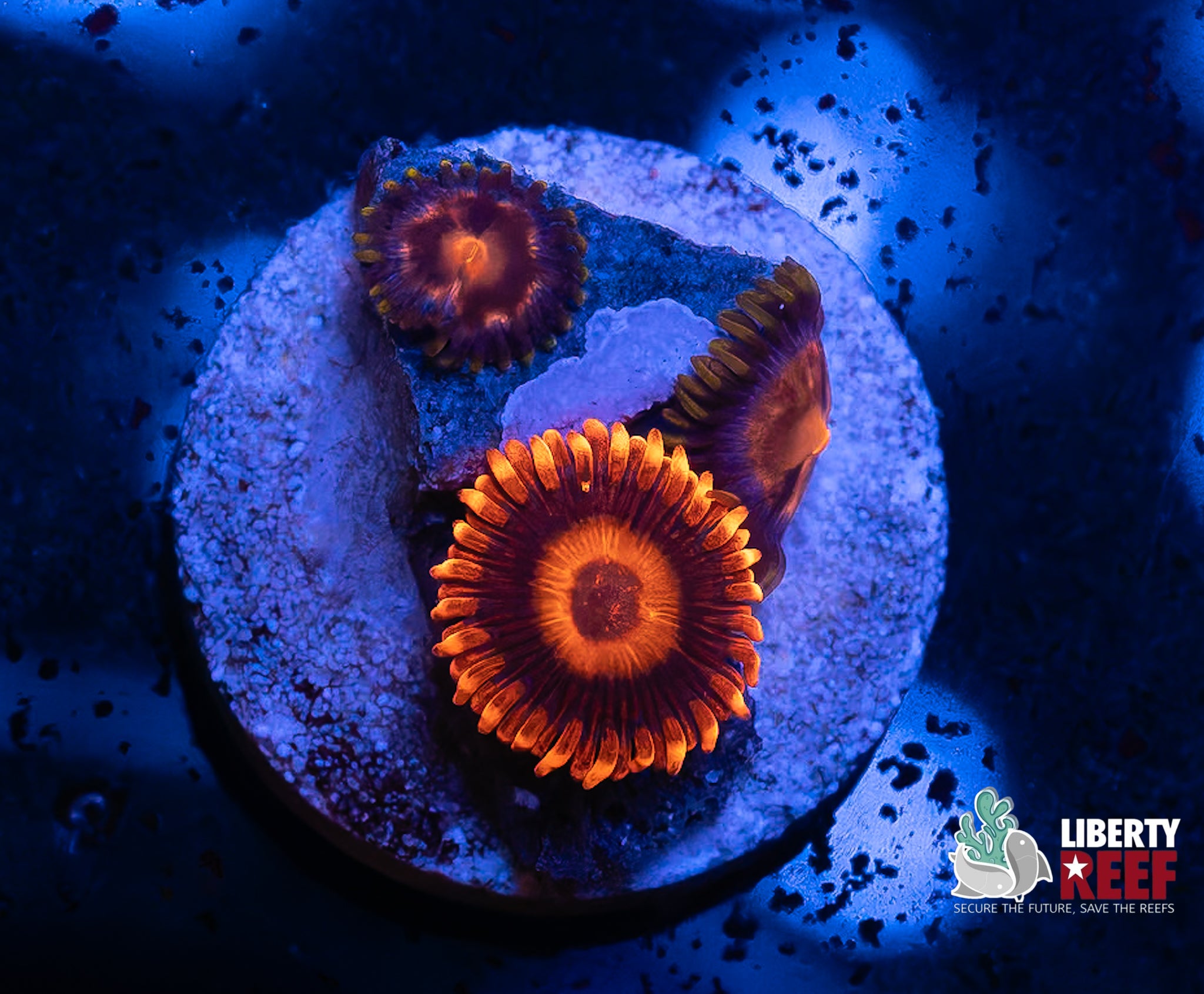 Orange Oxide Combo Zoas