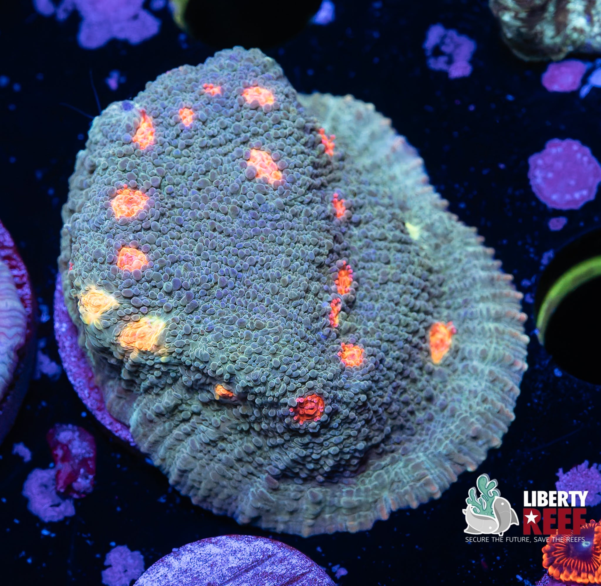 Insane Aquacultured REPTAR Chalice