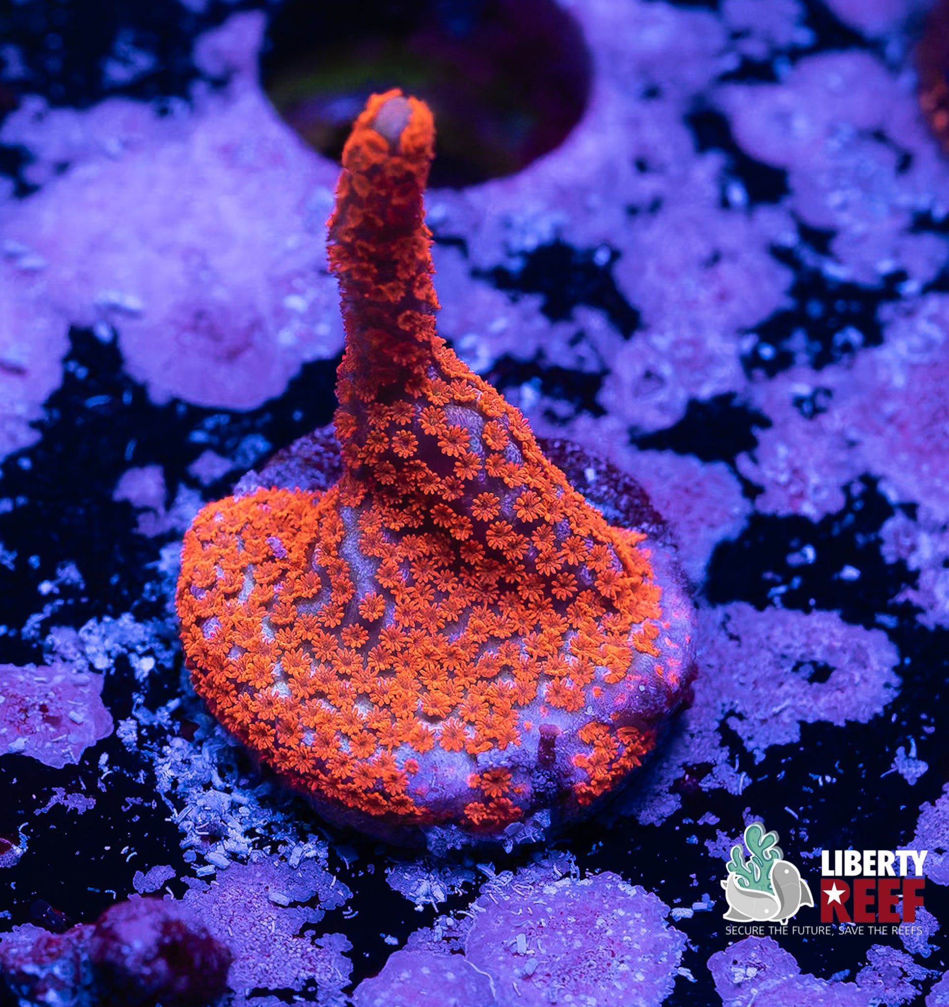 Bubble Gum Digi