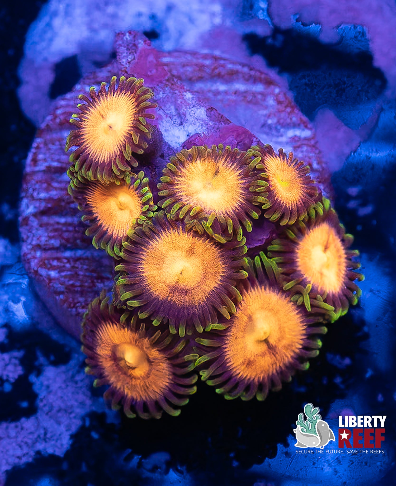 Banana Muncher Zoas