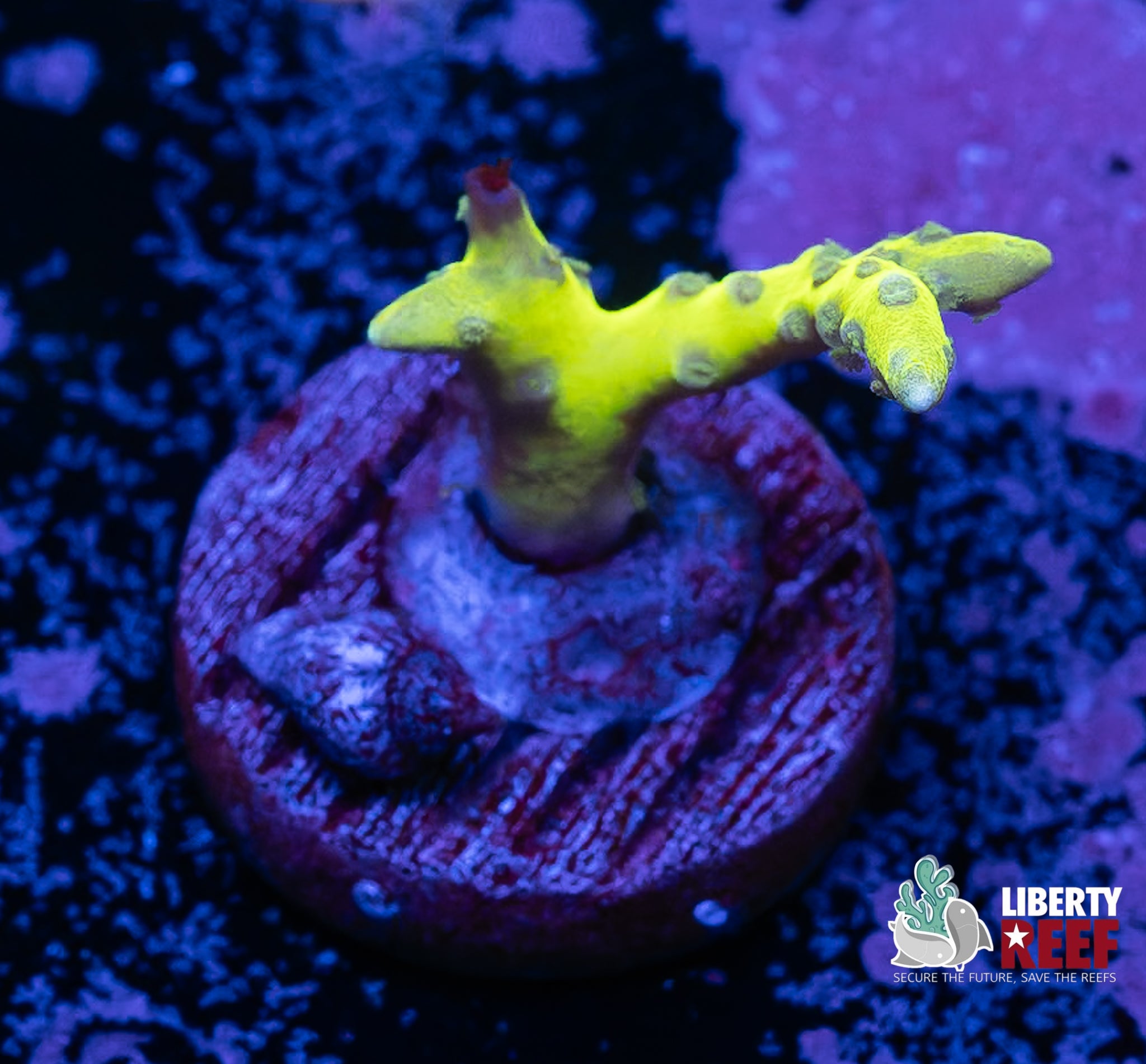 Green Goblin Anacropora