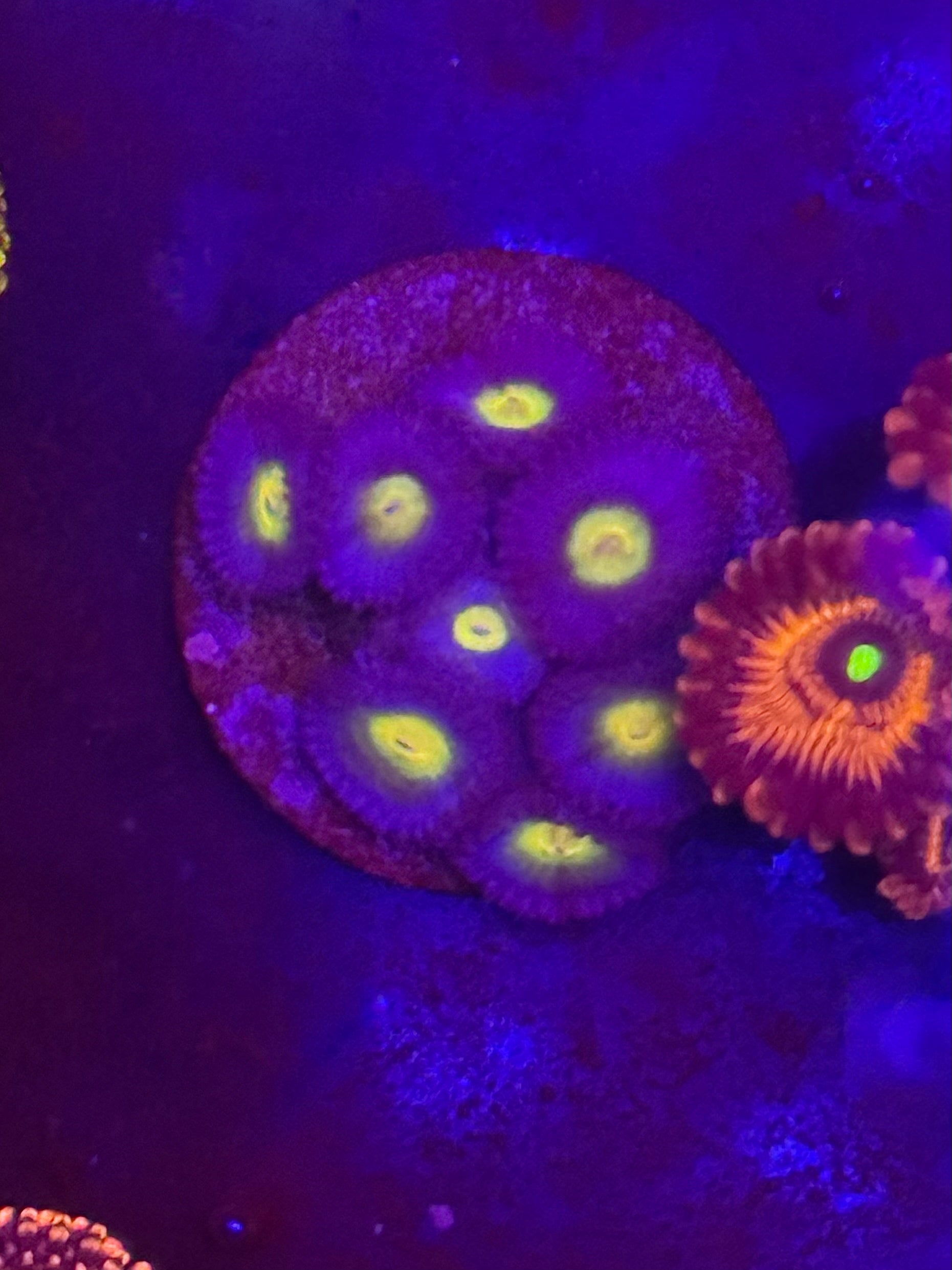 WWC AOI Zoas