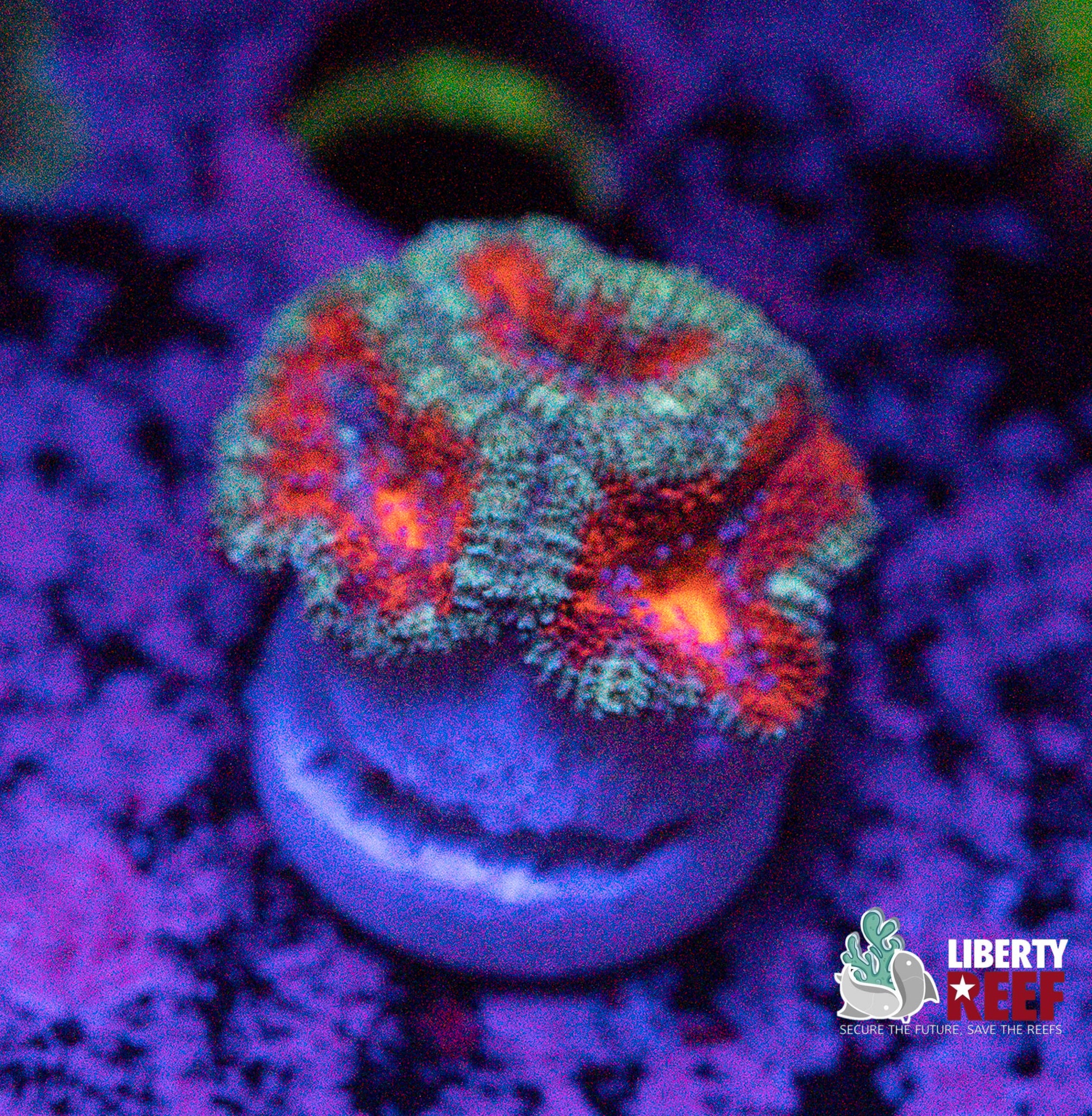 Forest Fire Acan