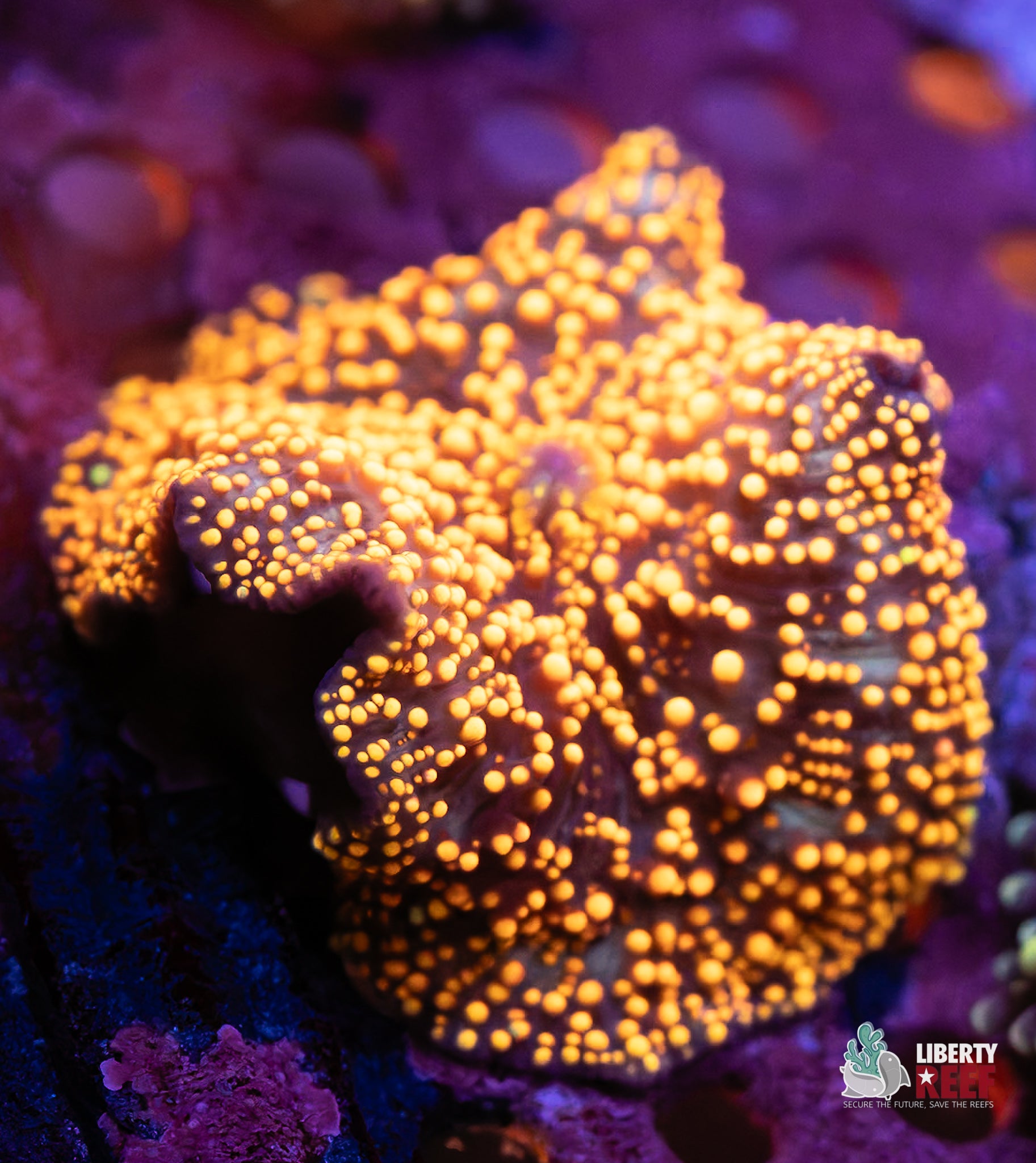 10/31 Online Auction