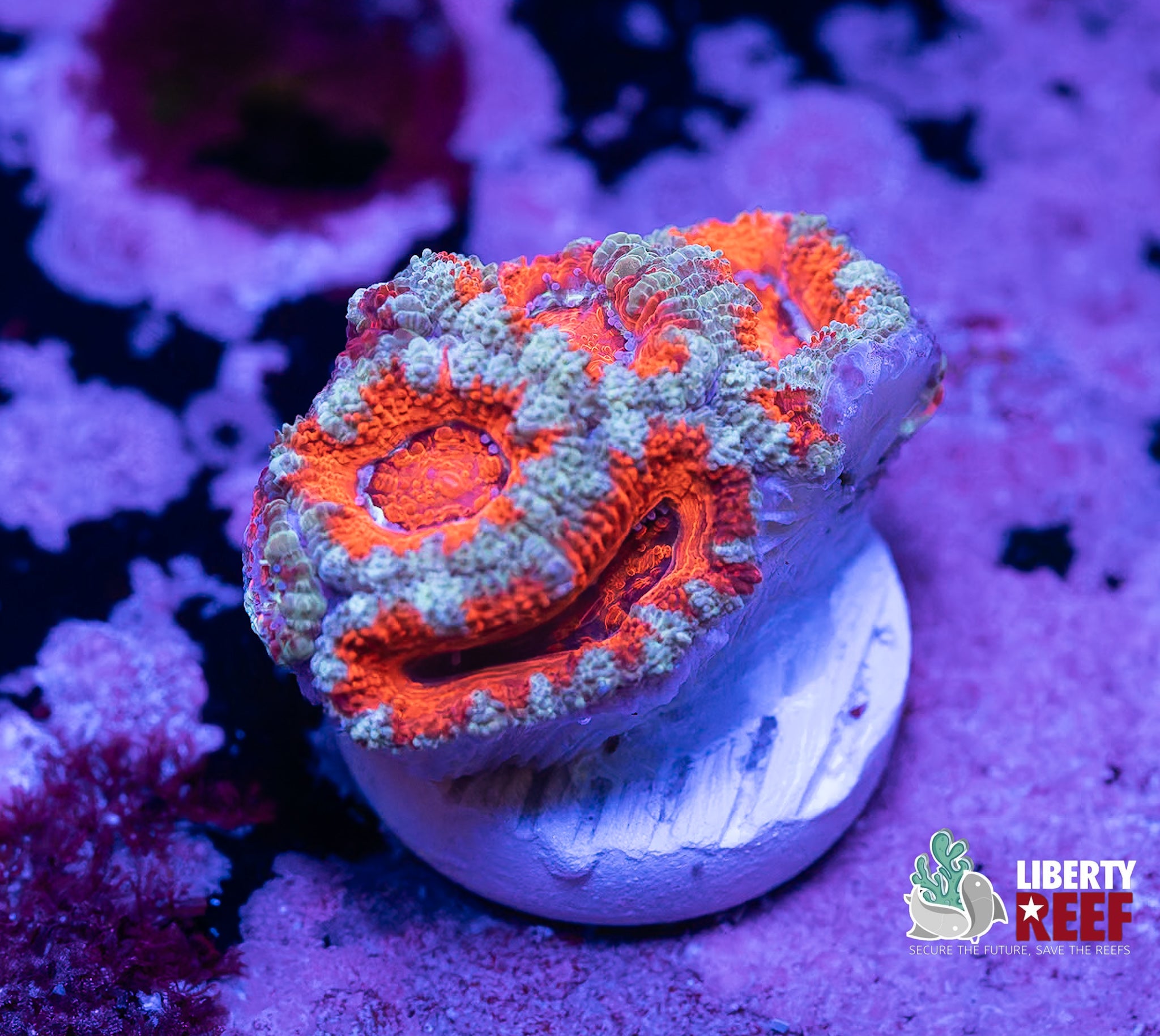 Red Candy Stripe Acan
