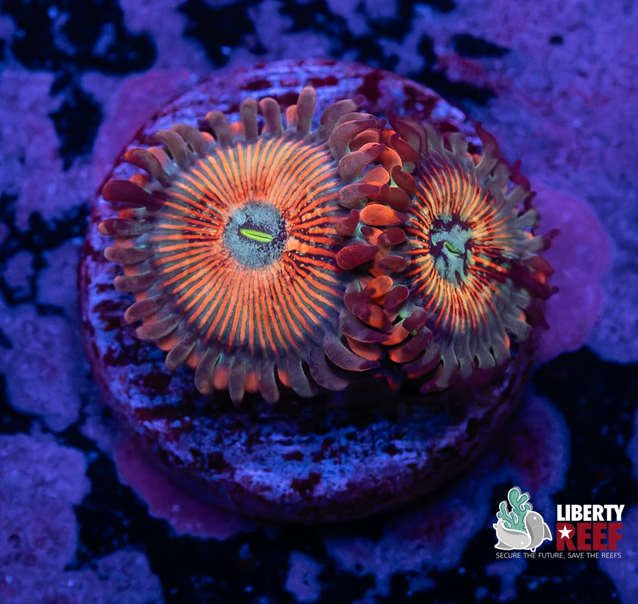 White Zombie Zoas