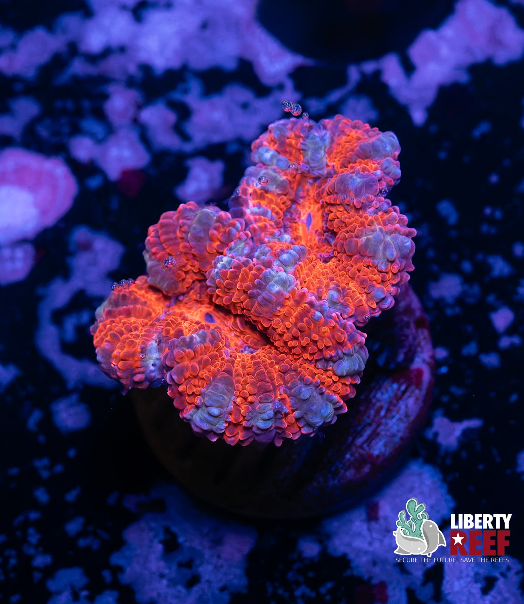 Superman Acans