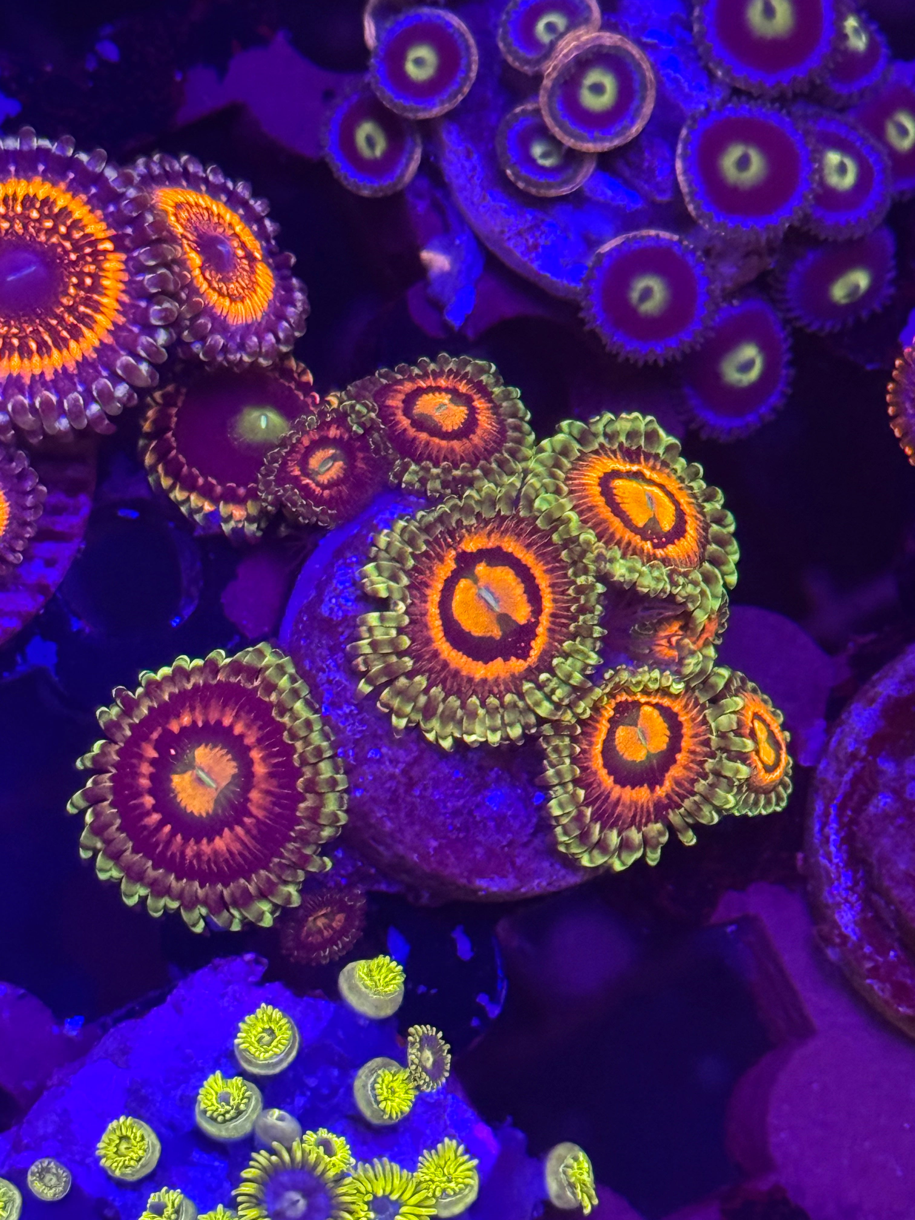 Rainbow Incinerator Zoas