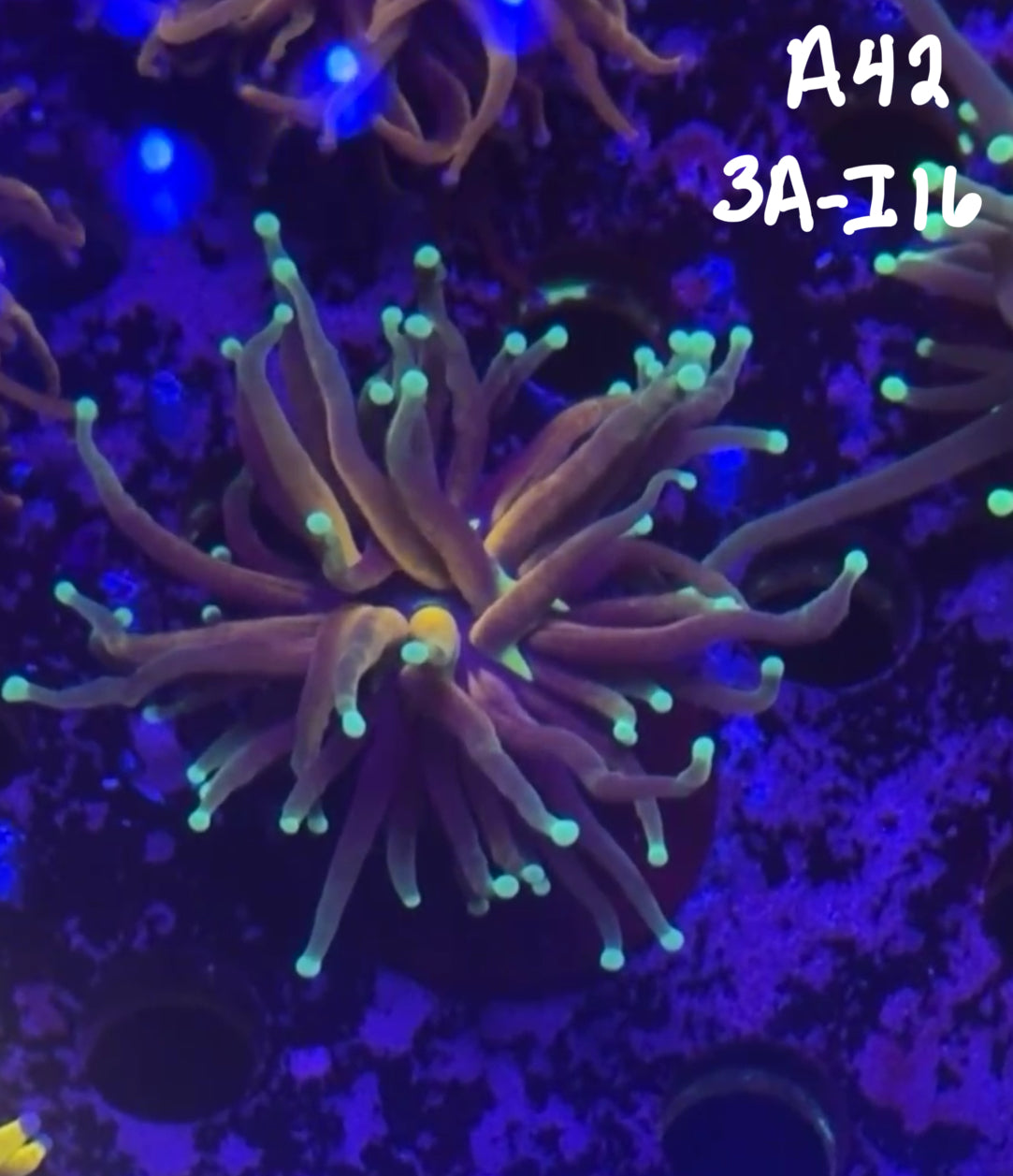 Brad Behrends 10/18 Facebook Live Auction