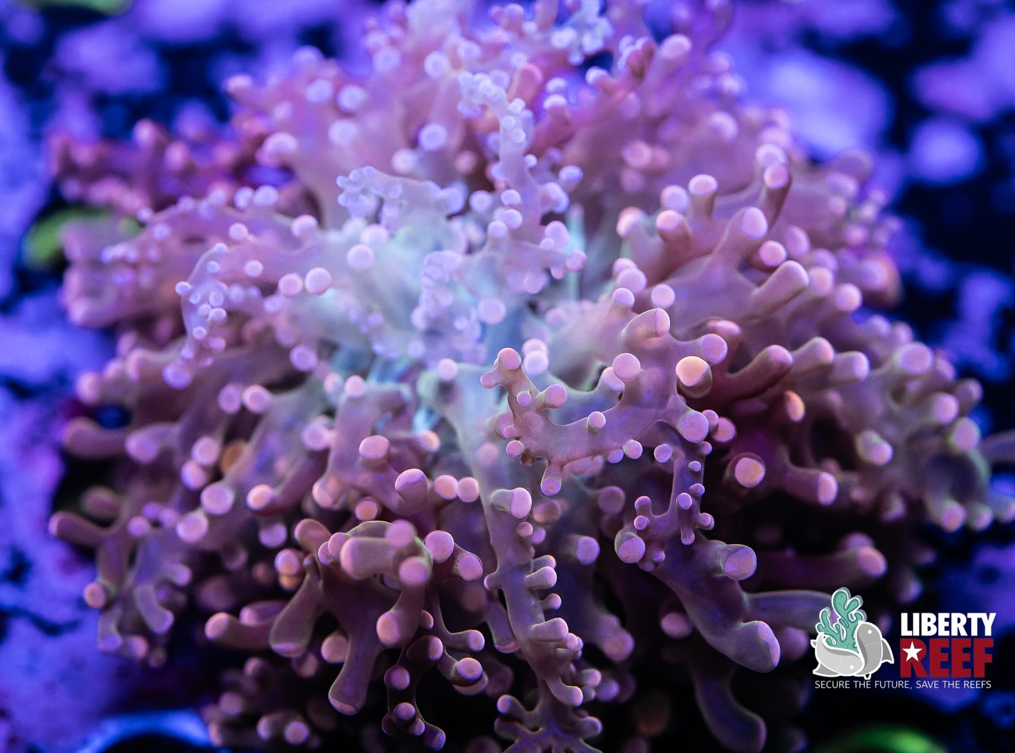 Liberty Reef Auction