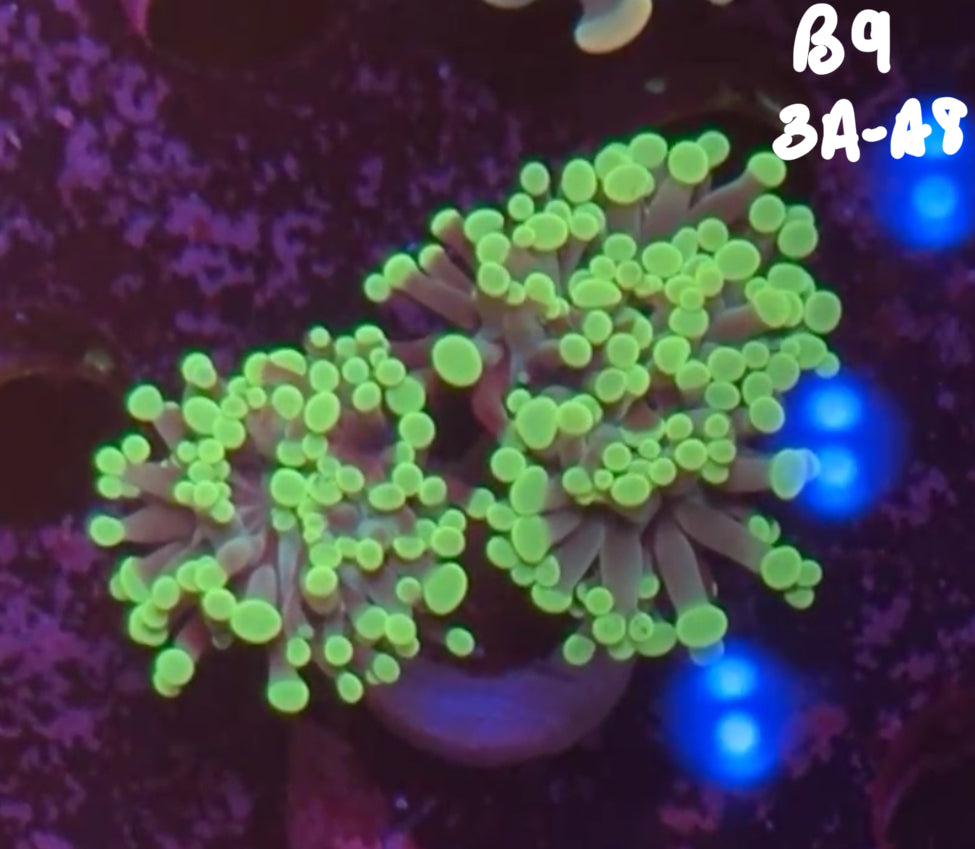 Chris Duncan 10/25 Facebook Live Auction