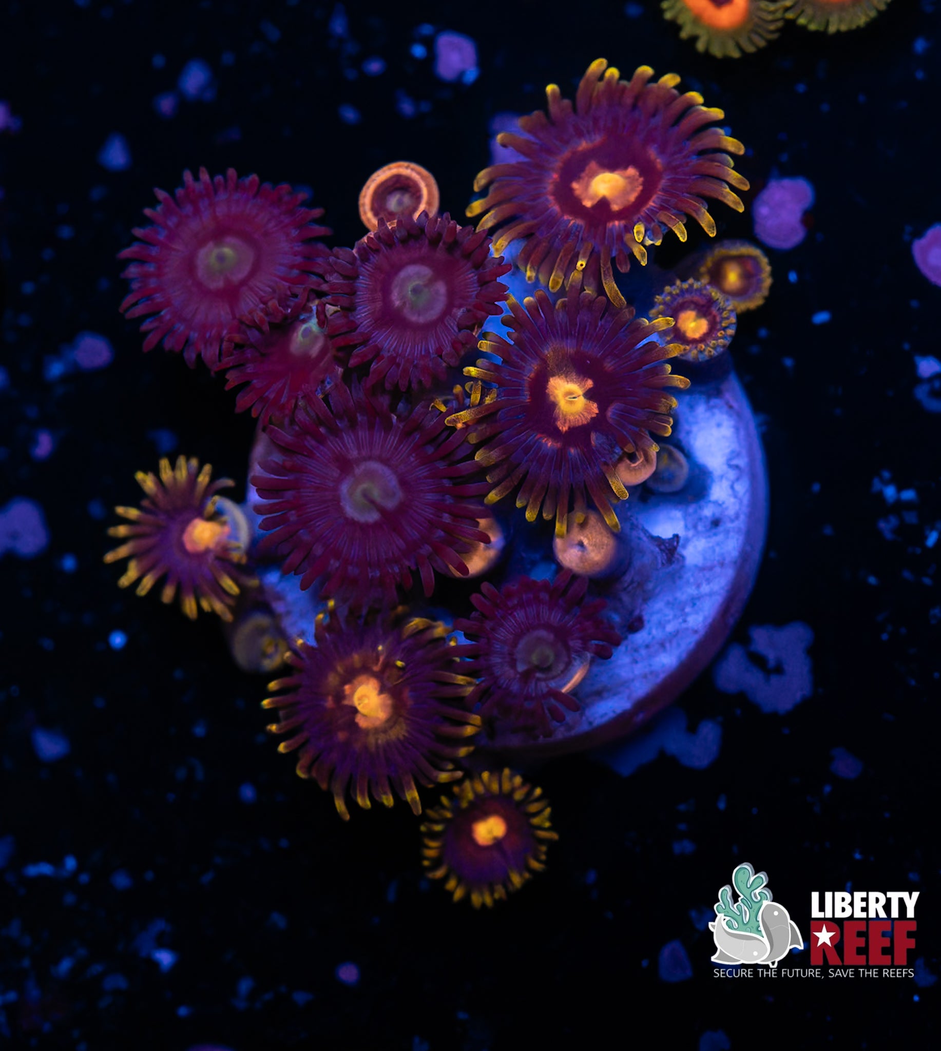 Double Zoa Combo Frag