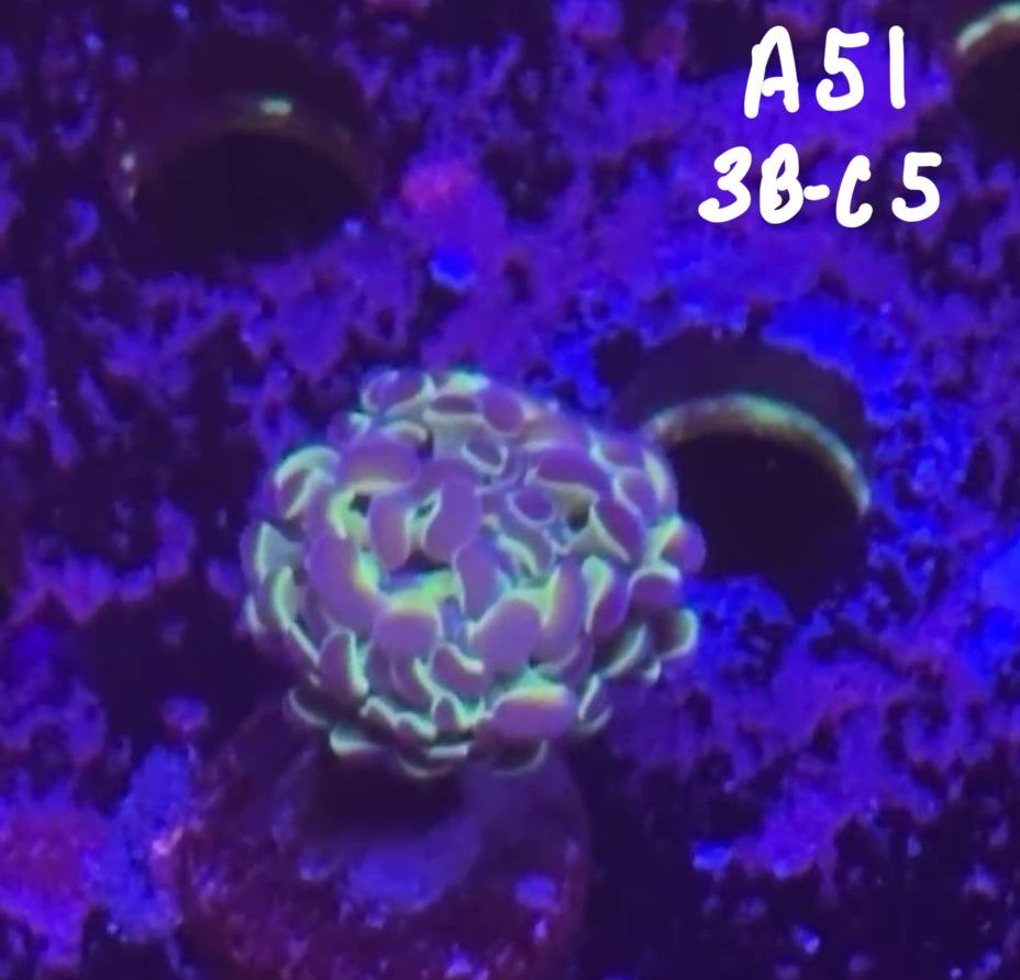 Tommy Broyles 10/18 Facebook Live Auction