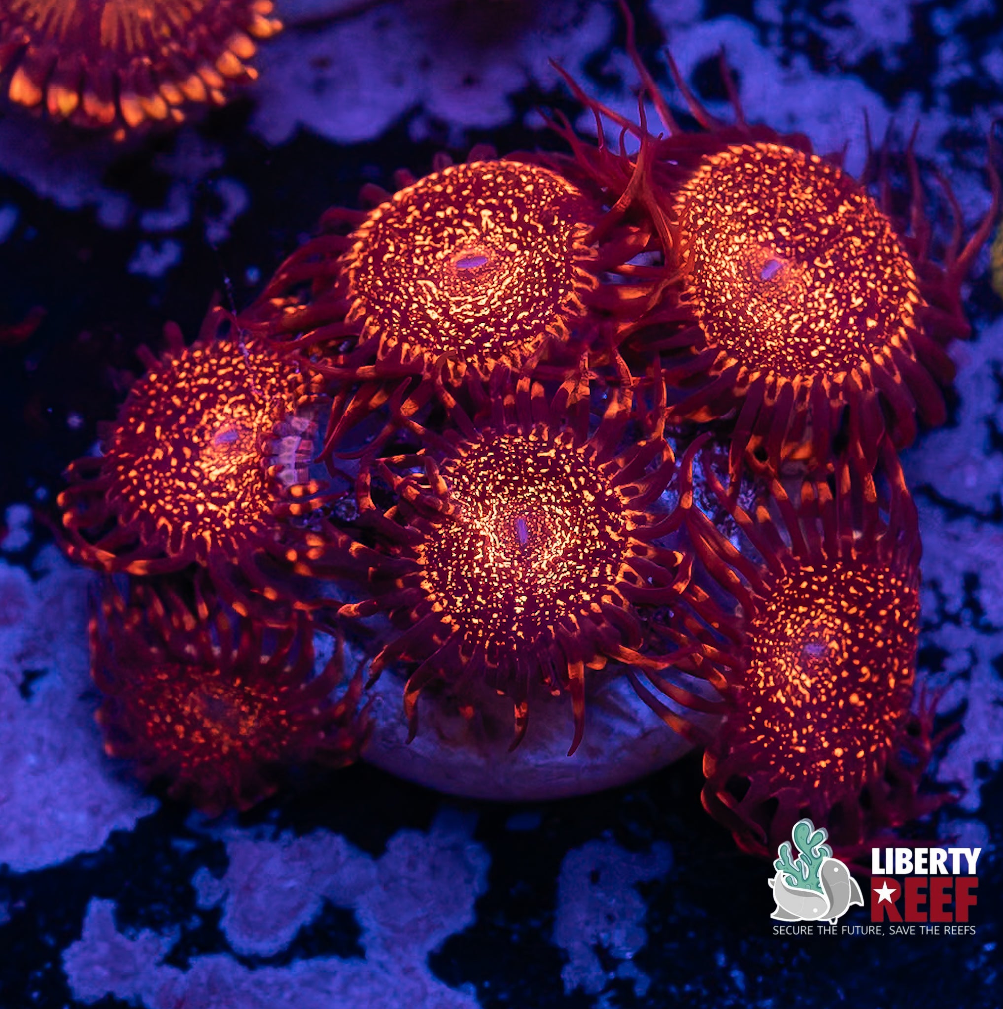 KC Nightmare Zoa Mini Colony