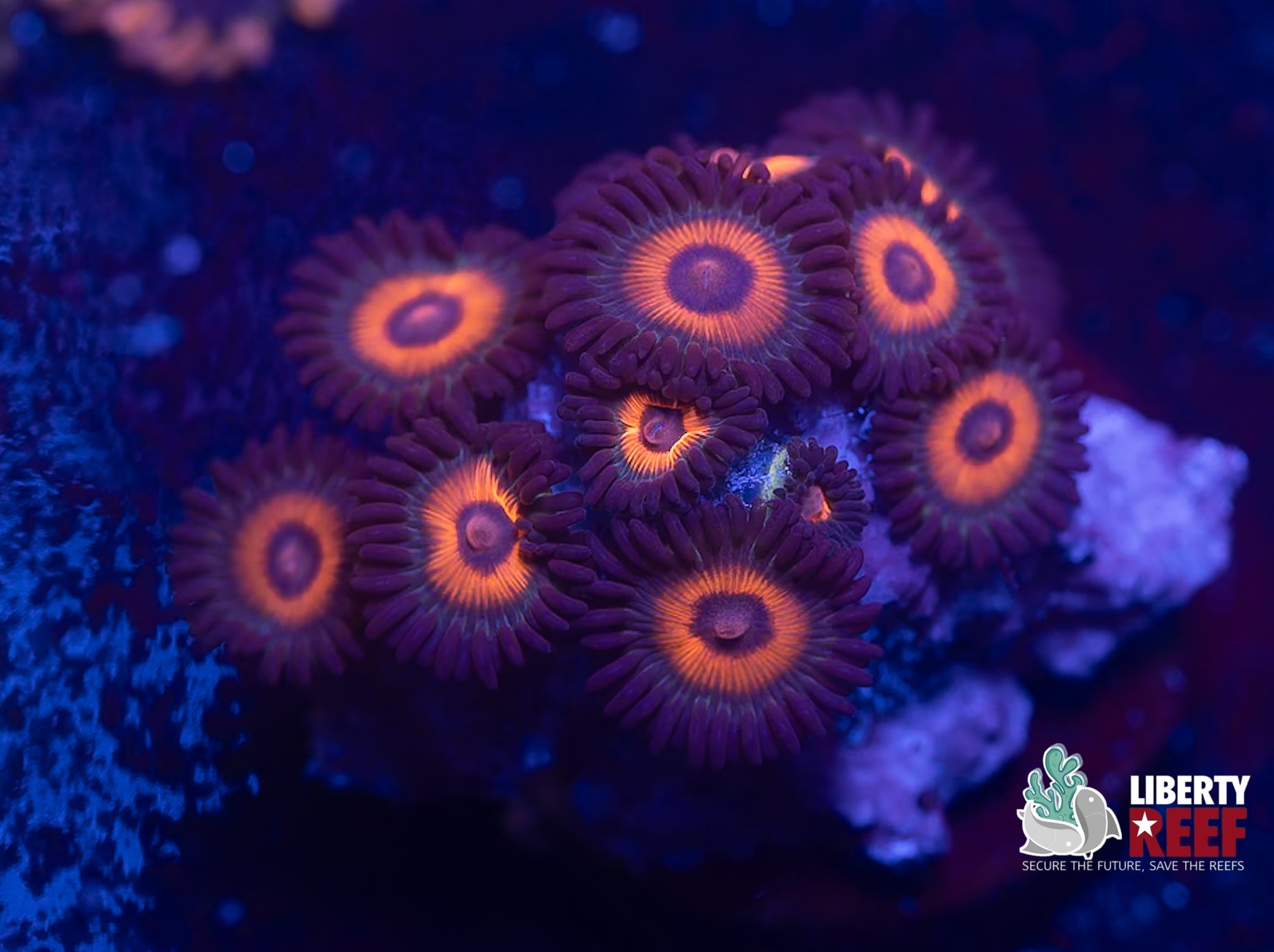 Reverse Bob Marley Zoas