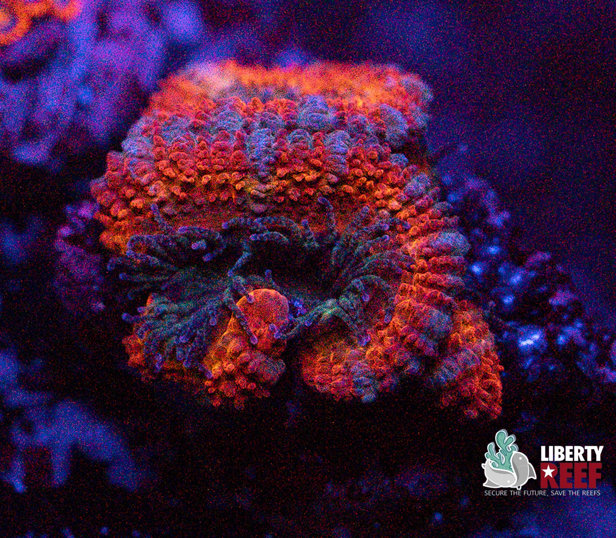 Superhero Acan