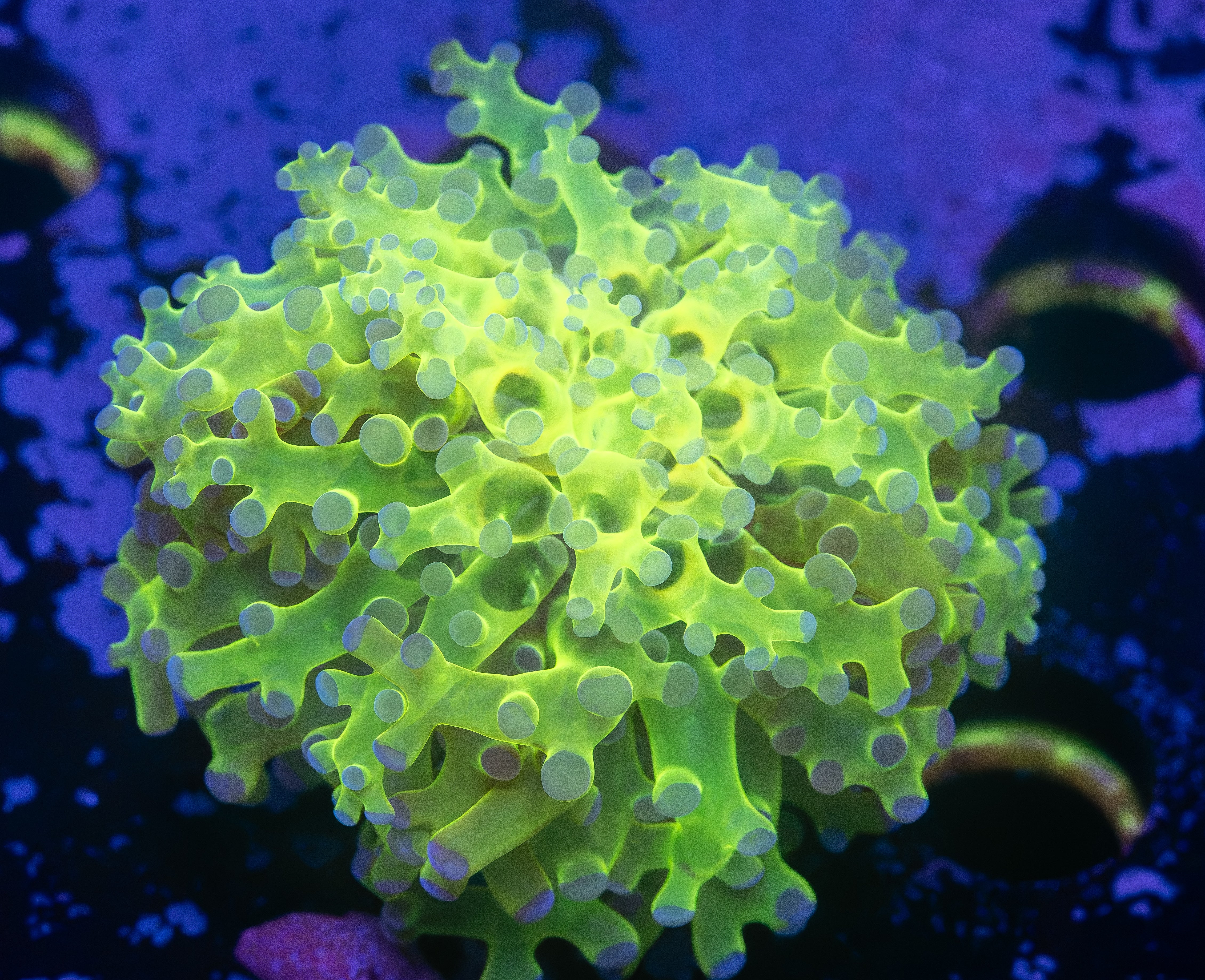 Toxic Frogspawn