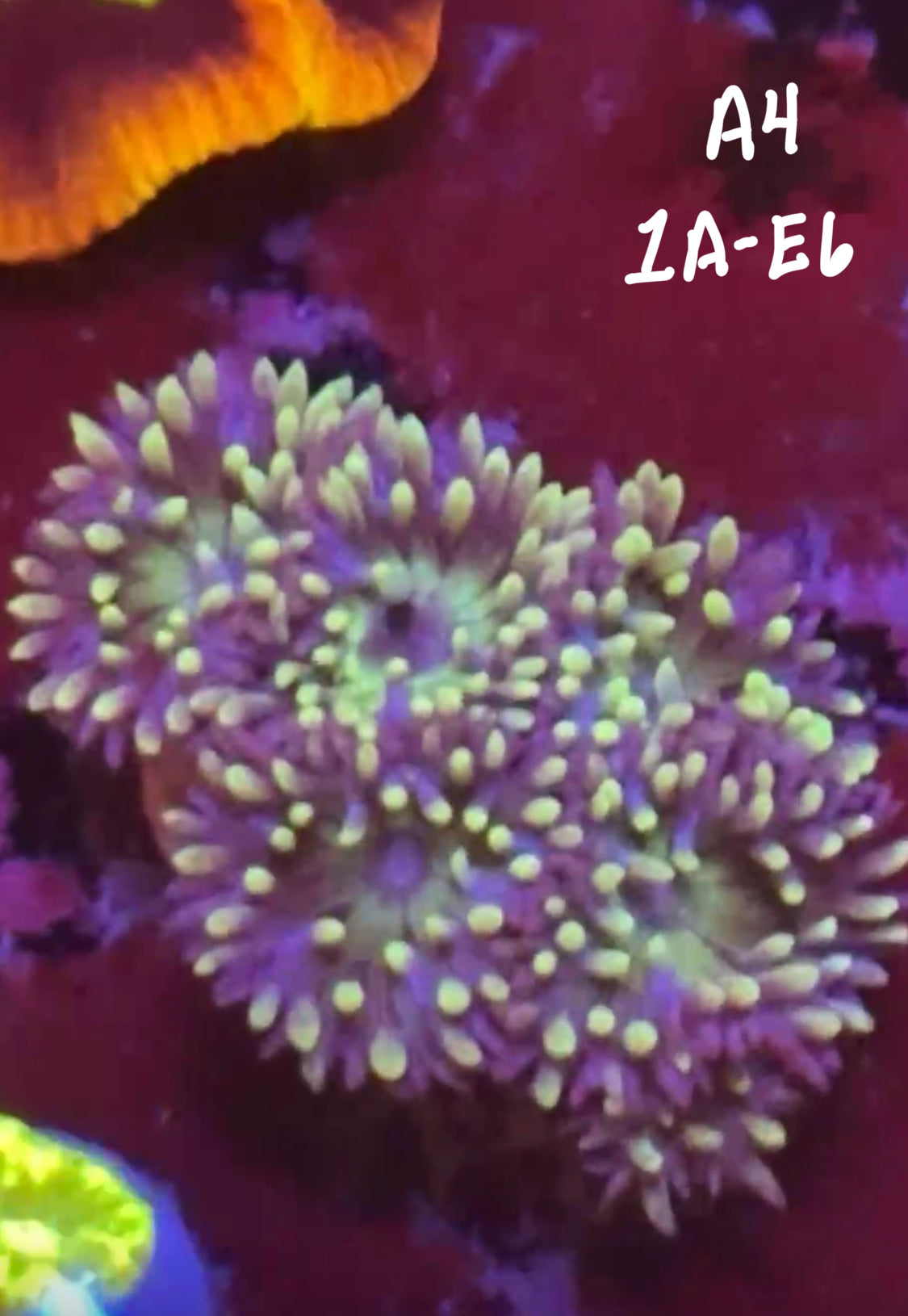 Kelsi Hohensee 10/25 Facebook Live Auction