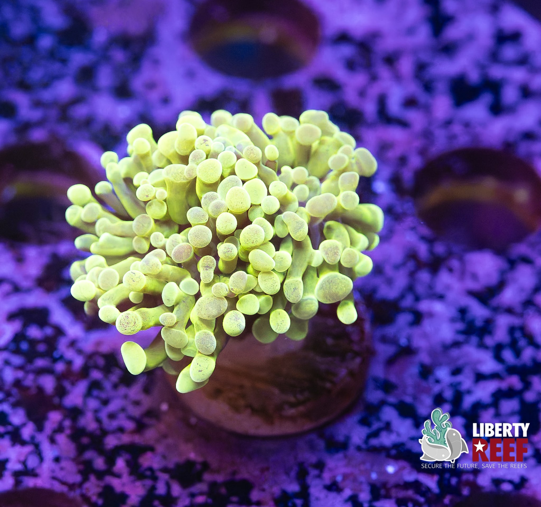 Lemon Lime Frogspawn