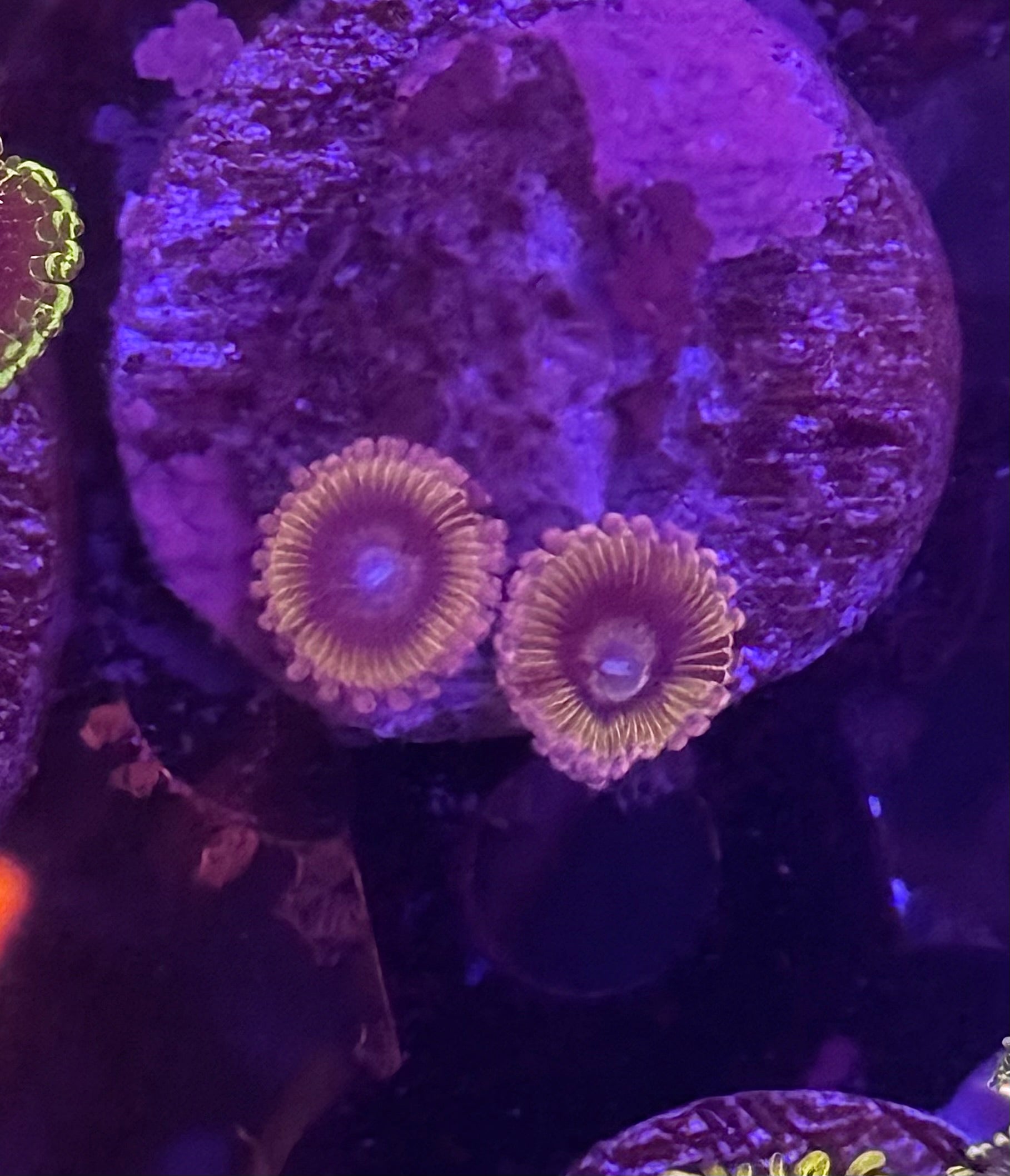 Chiquita Zoas