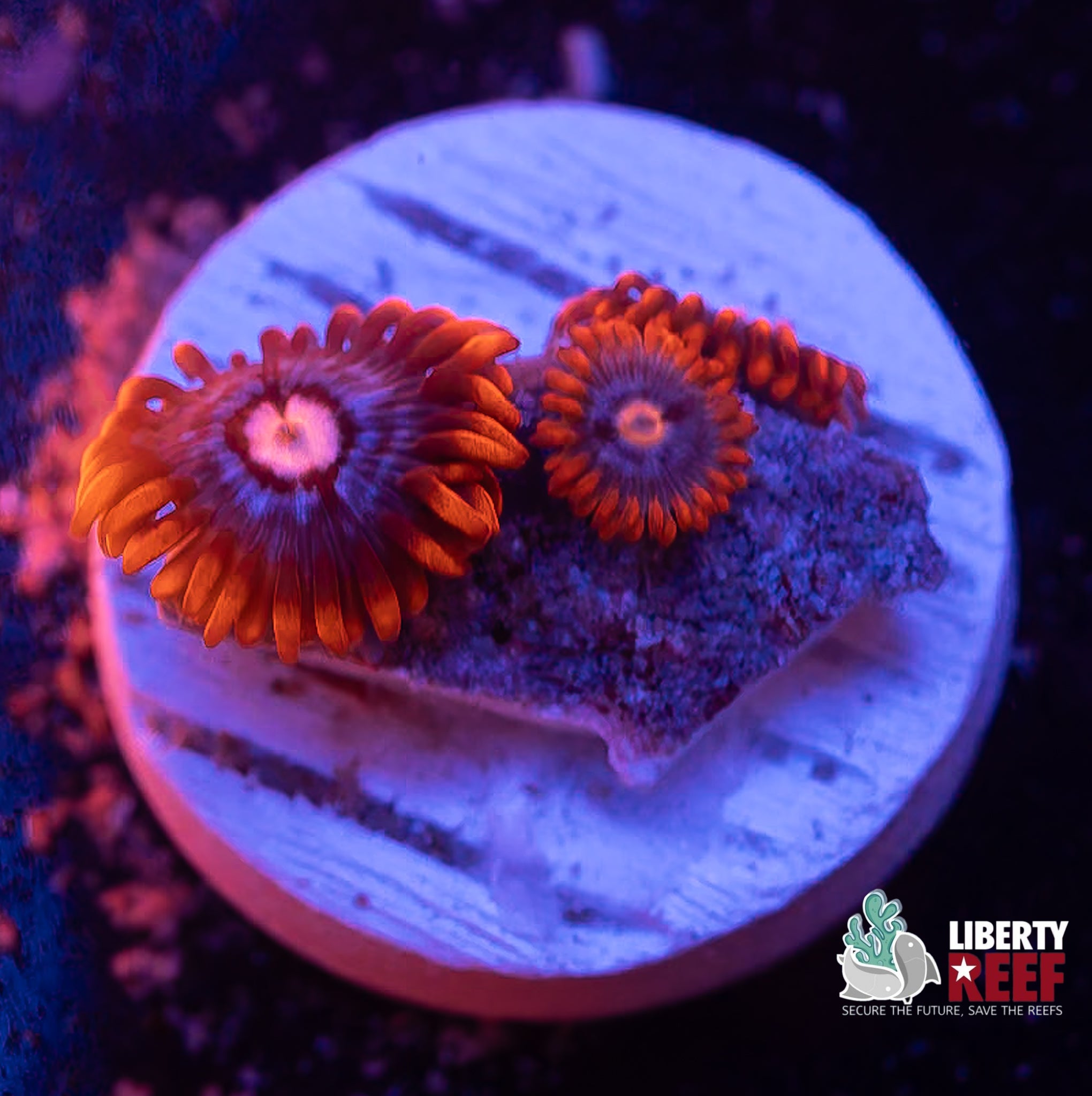 Fire & Ice Zoas