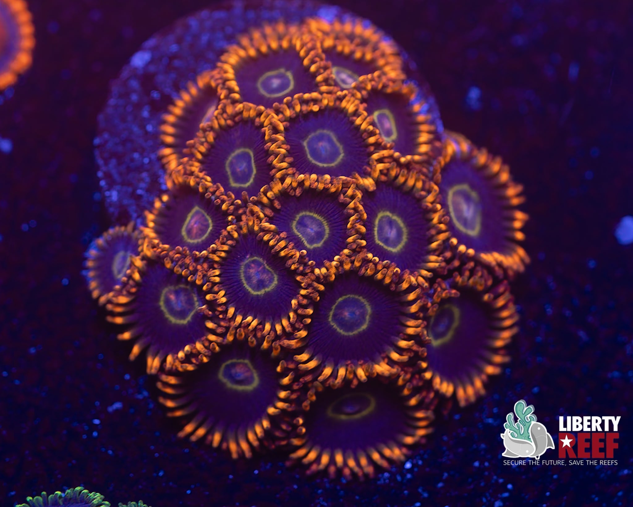 Rainbow Hornet Zoas