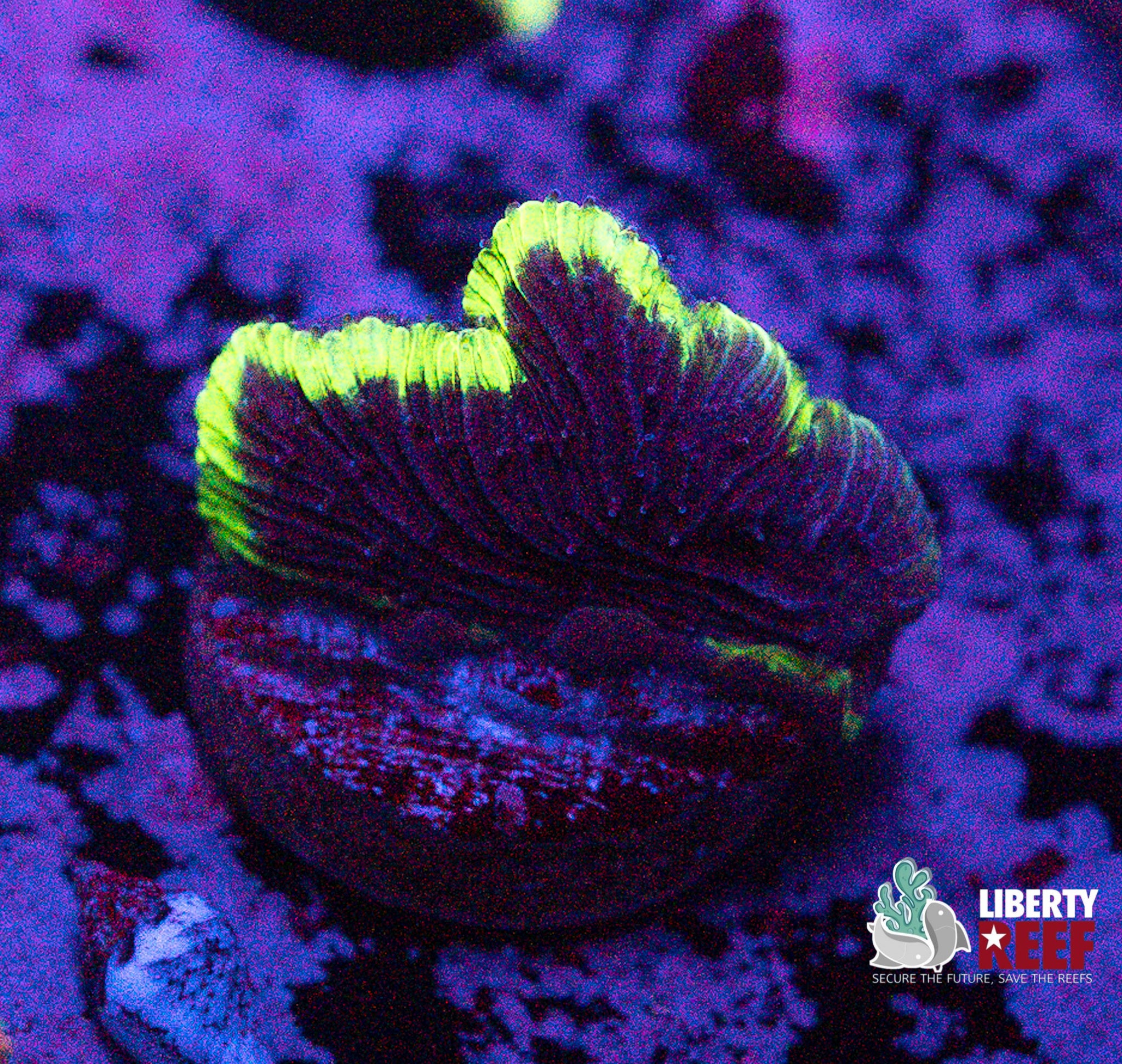 Electric Slide Plate Coral