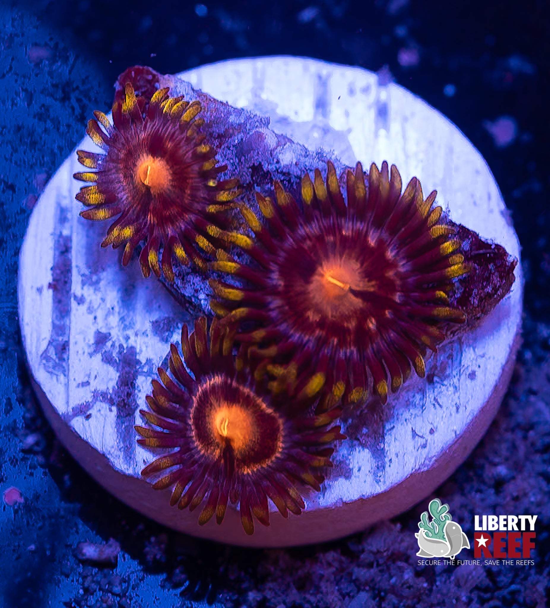 Blow Pop Zoas