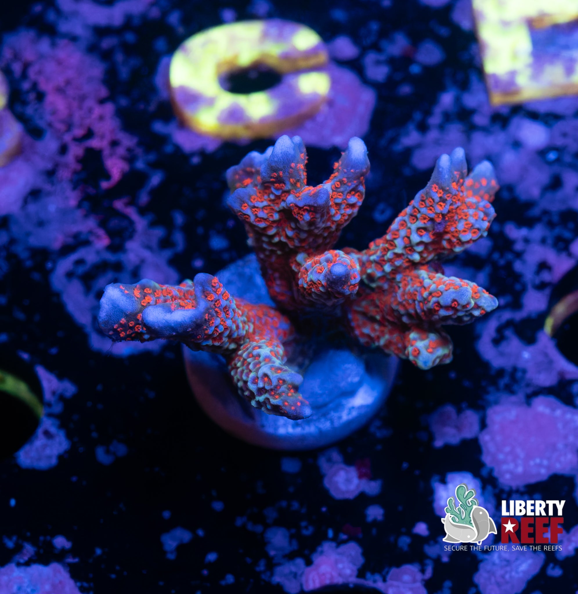 Bubble Gum Montipora Digitata