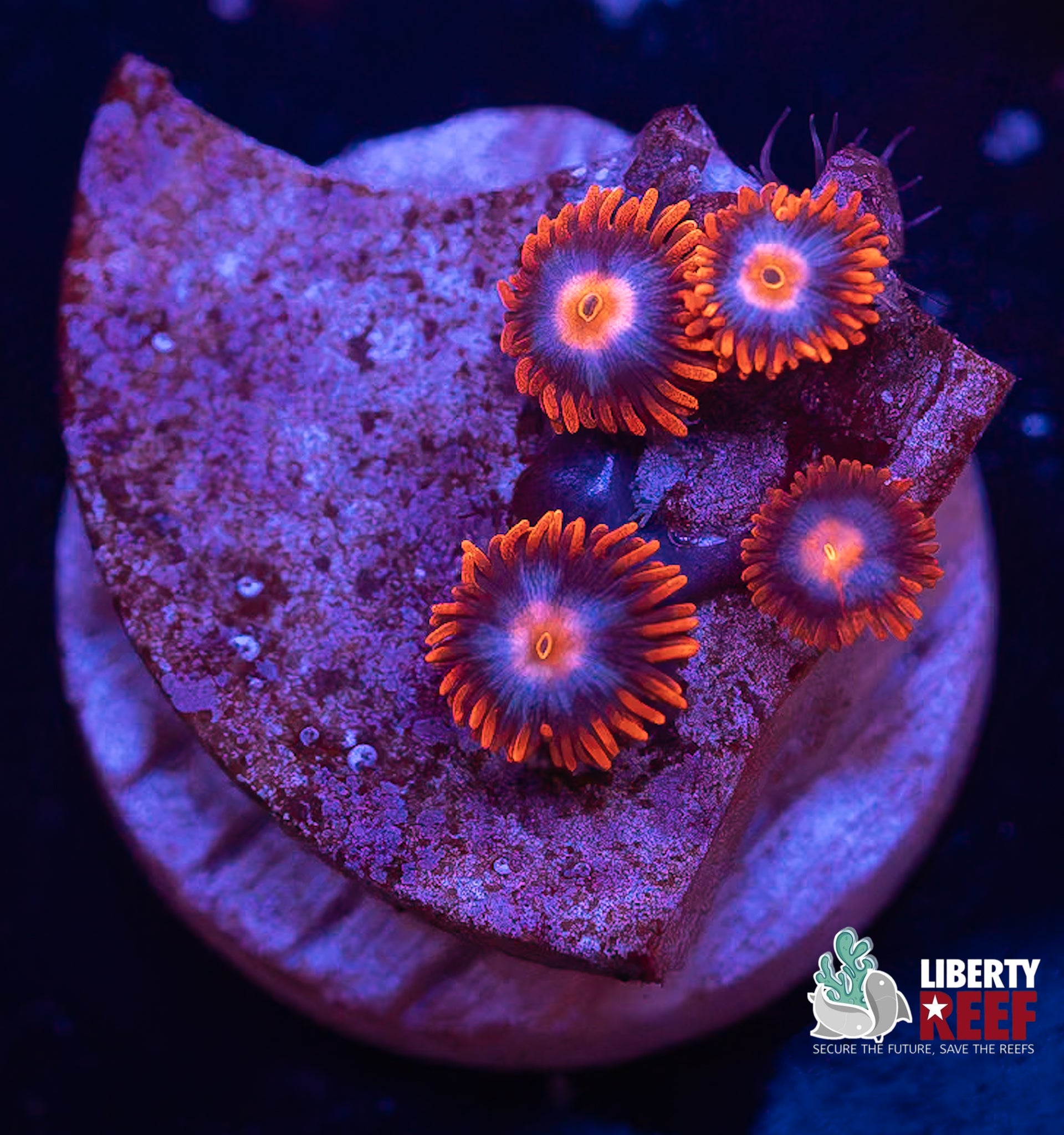 Fire & Ice Zoas