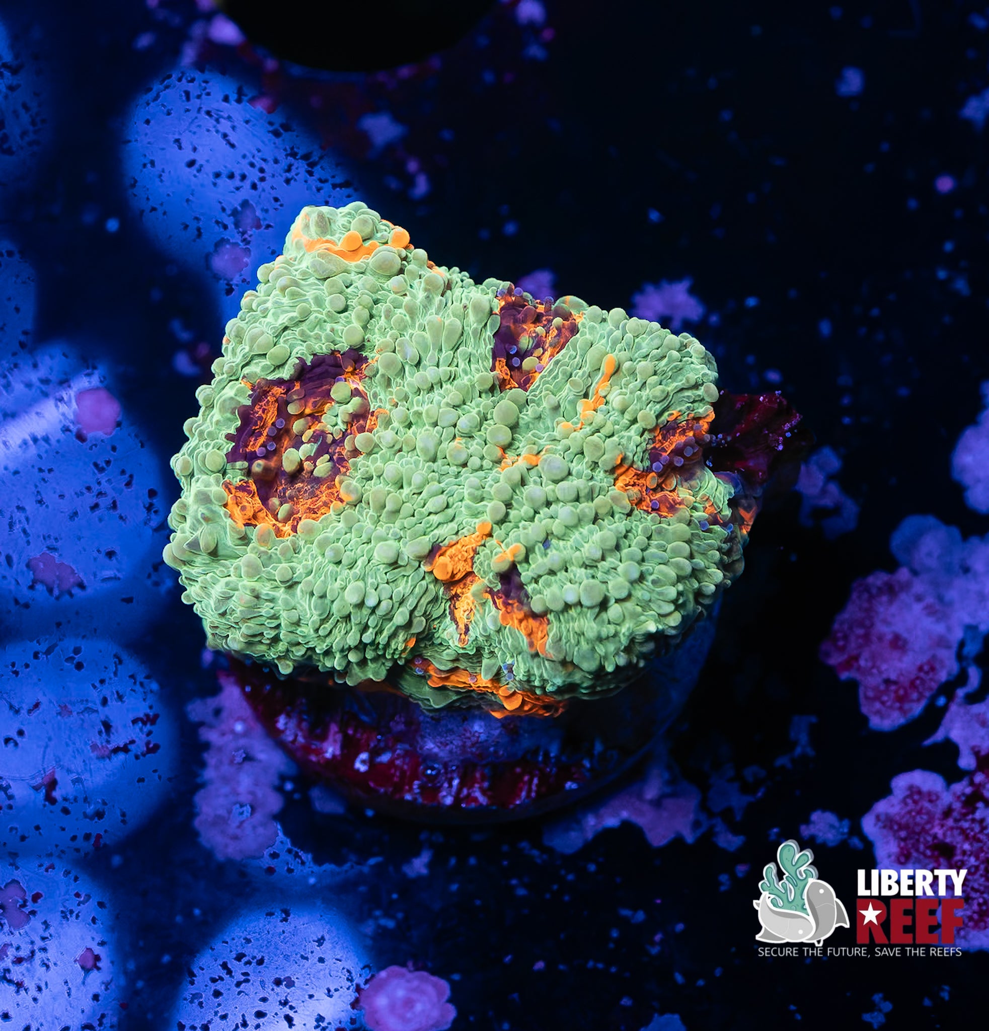 Ultra Acan Enchinata