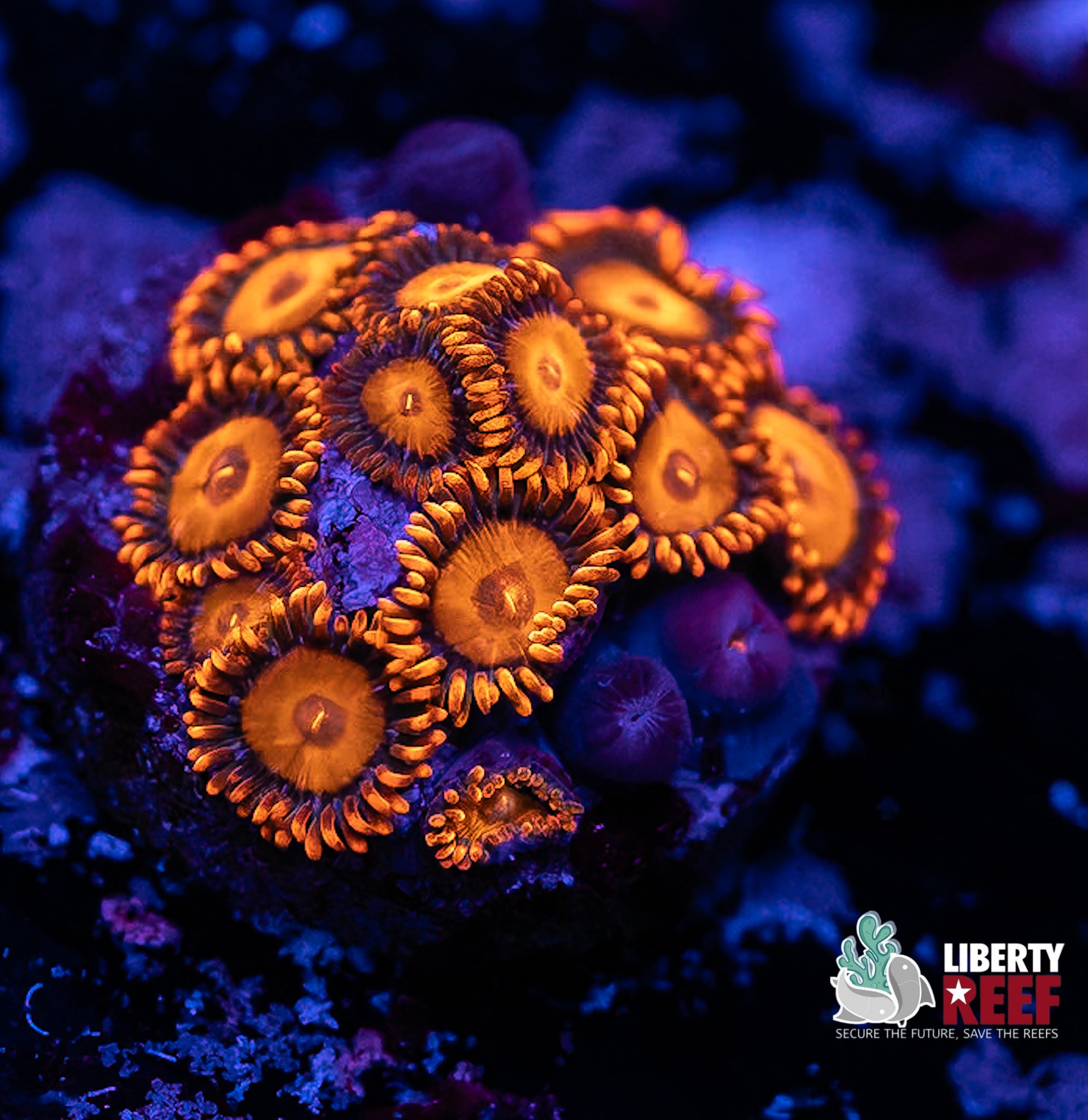 Orange Oxide Zoas