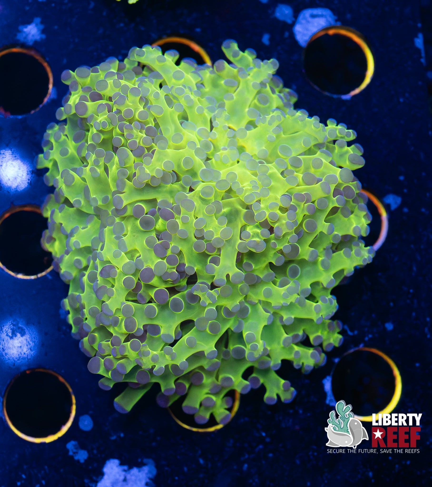 Double Toxic Frogspawn