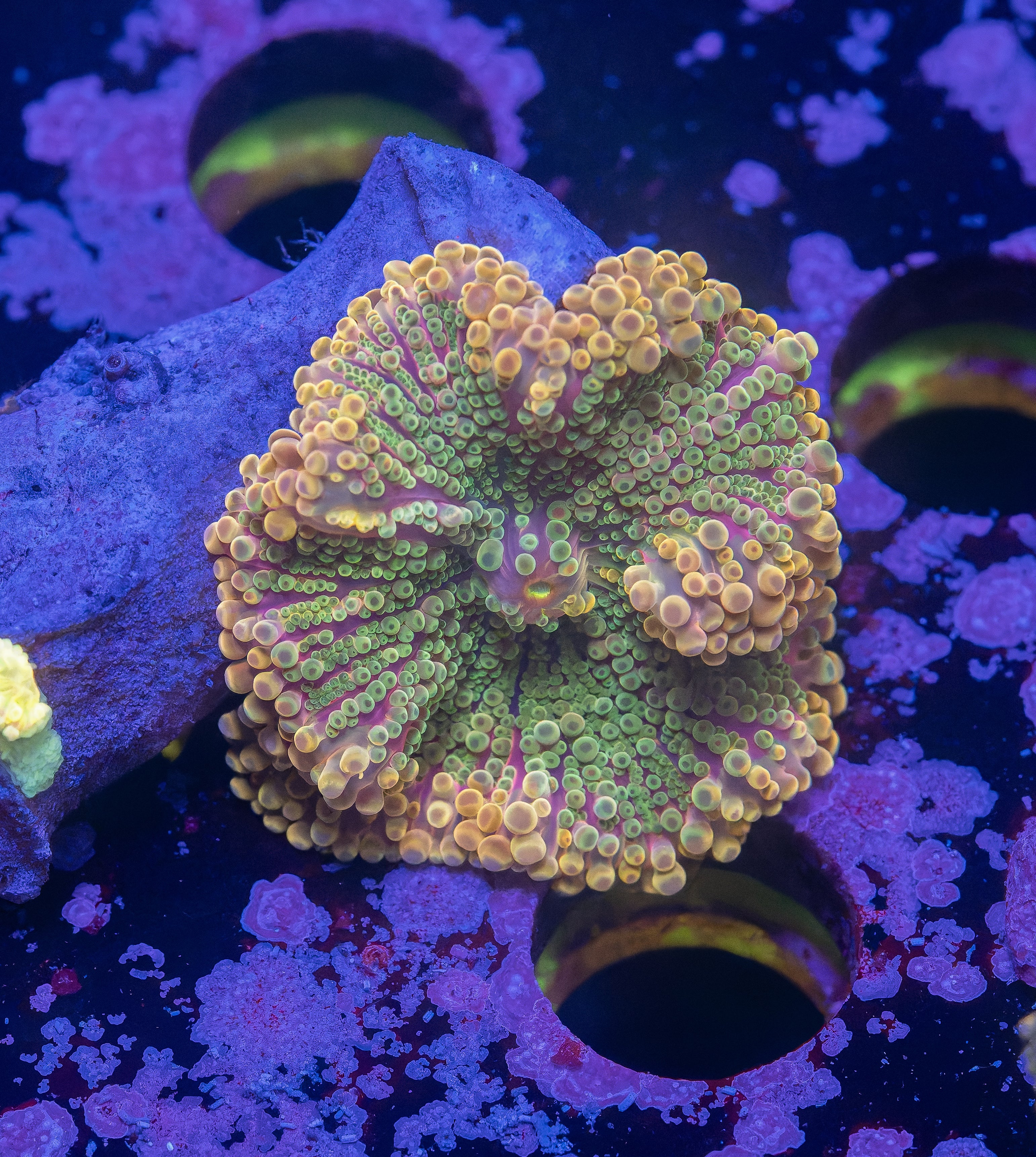 Rainbow Solomon Island Mushroom