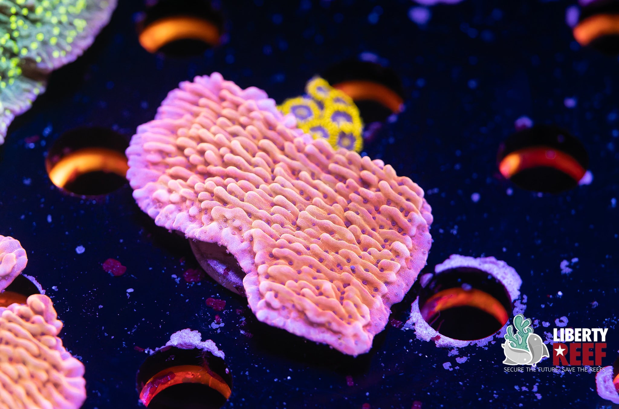 Hawaiian Punch Montipora