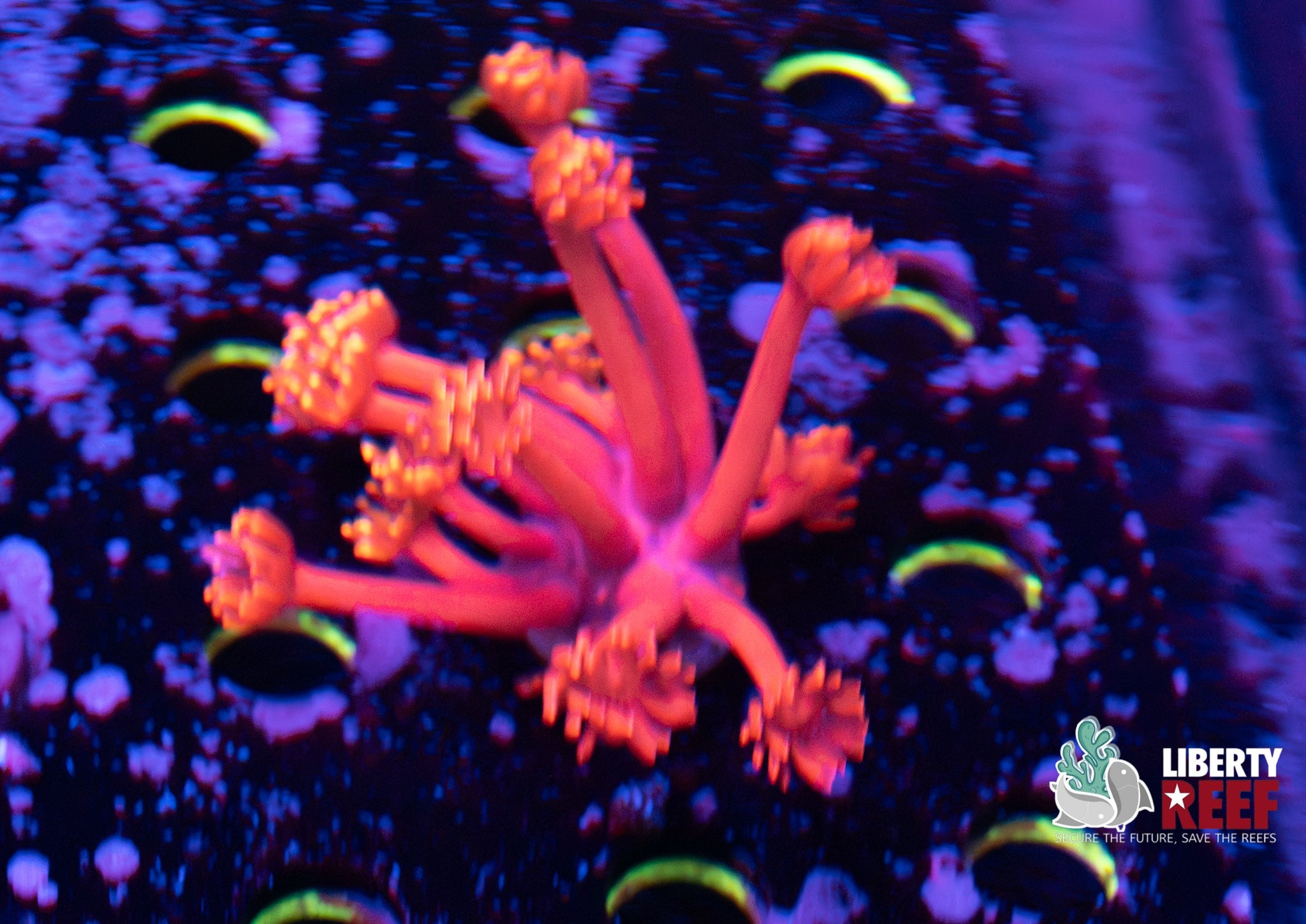 Ruby Red Goniopora
