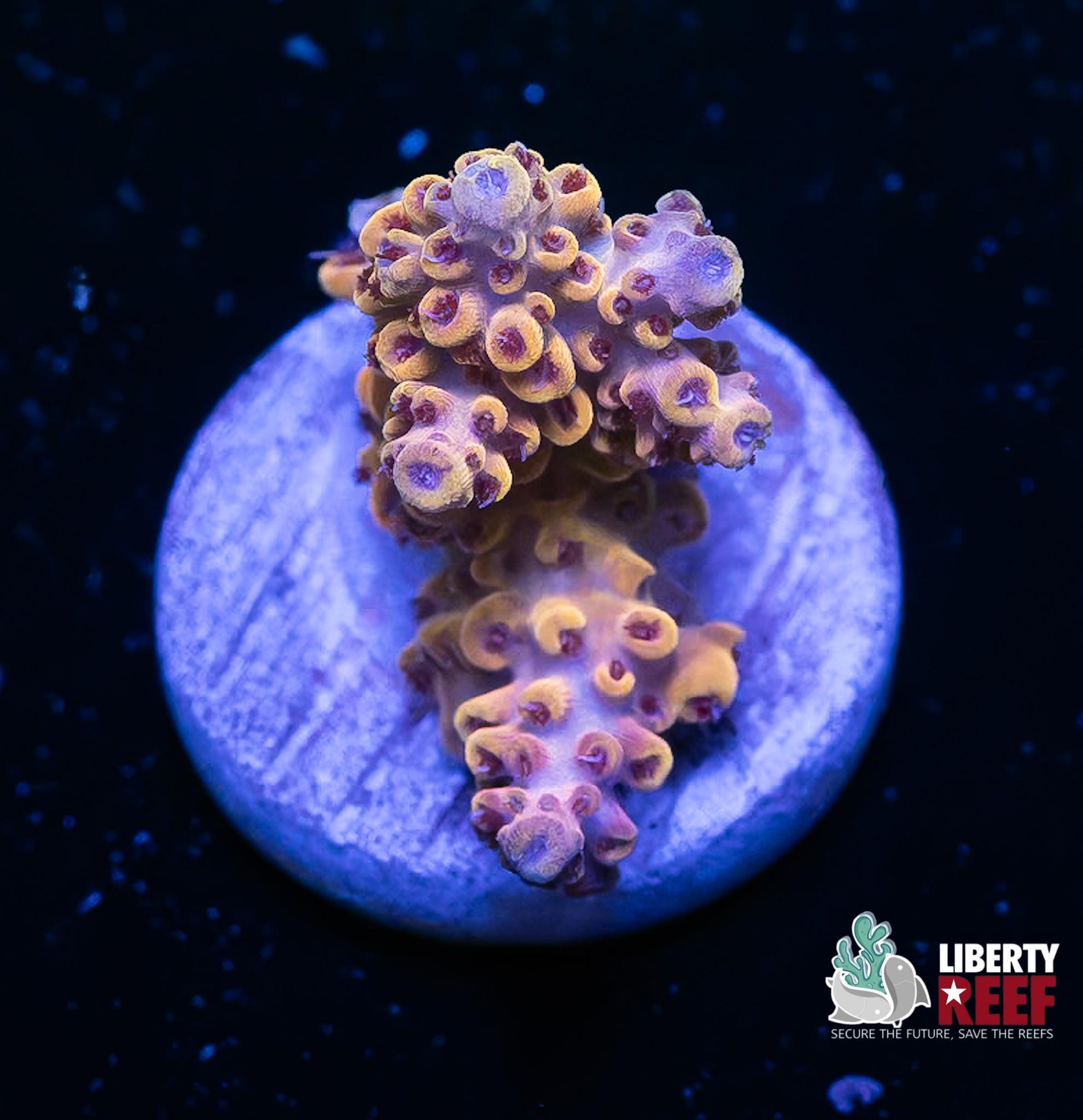 Golden Elderberry Acro