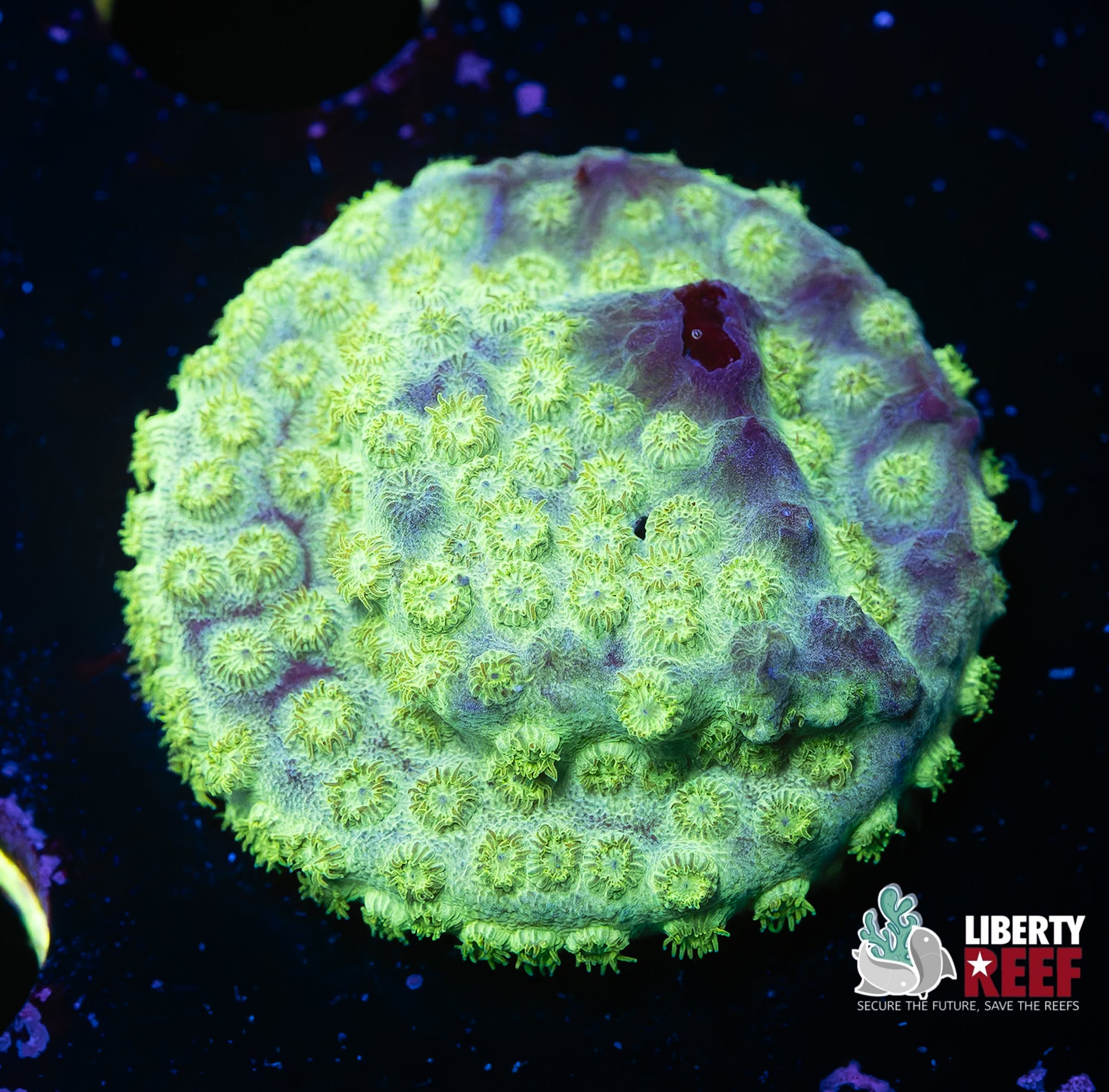 Lemon Spritz Cyphastrea
