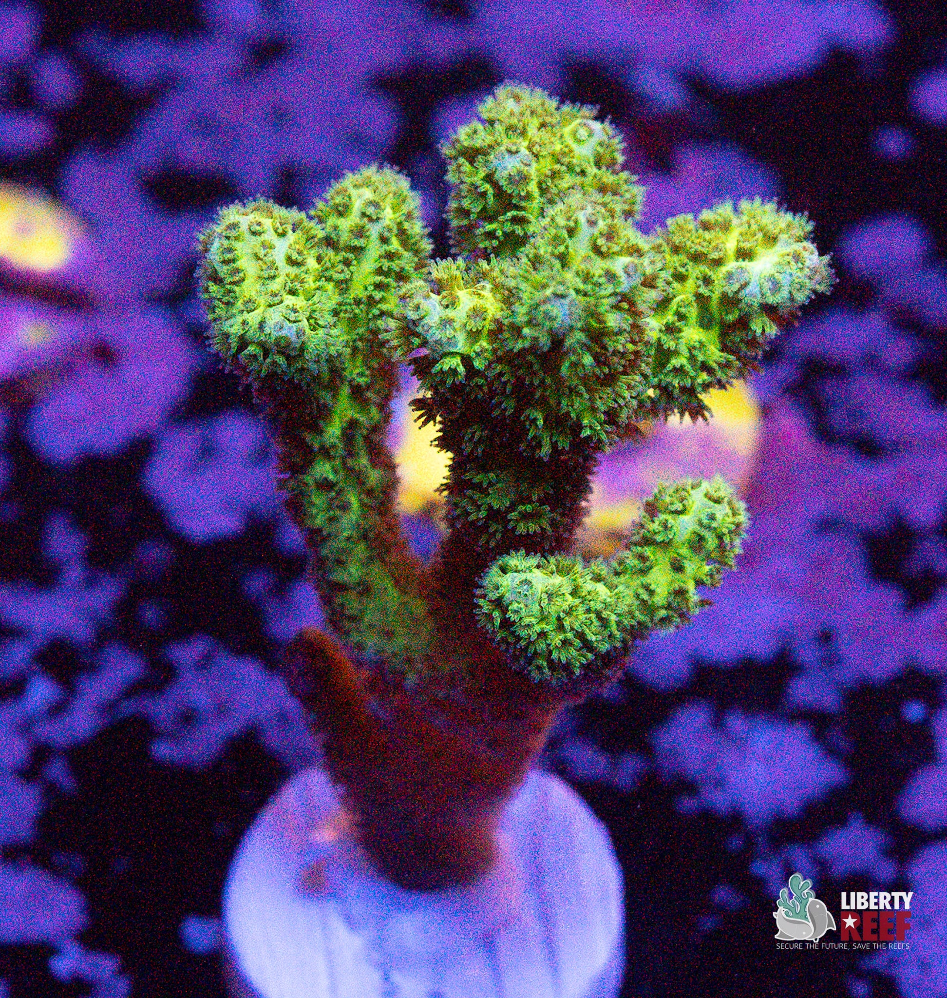 10/31 Online Auction