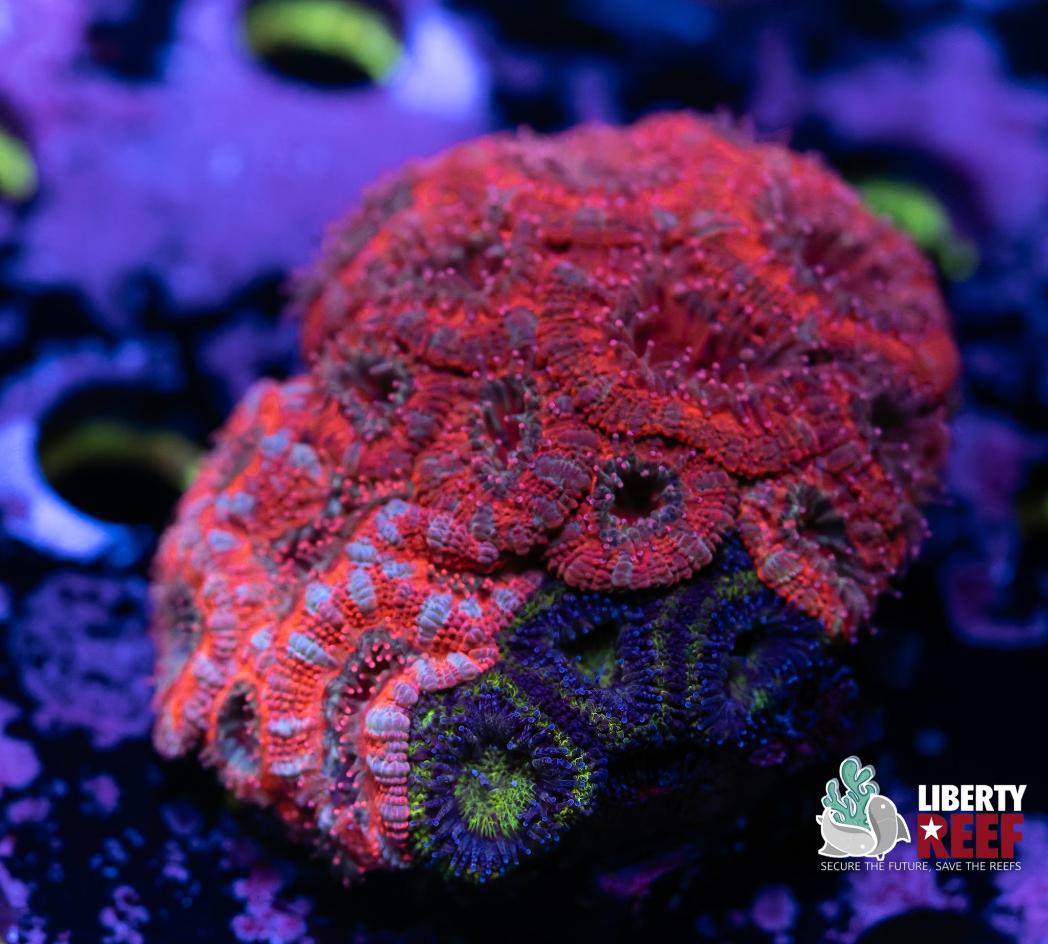 Acan Garden