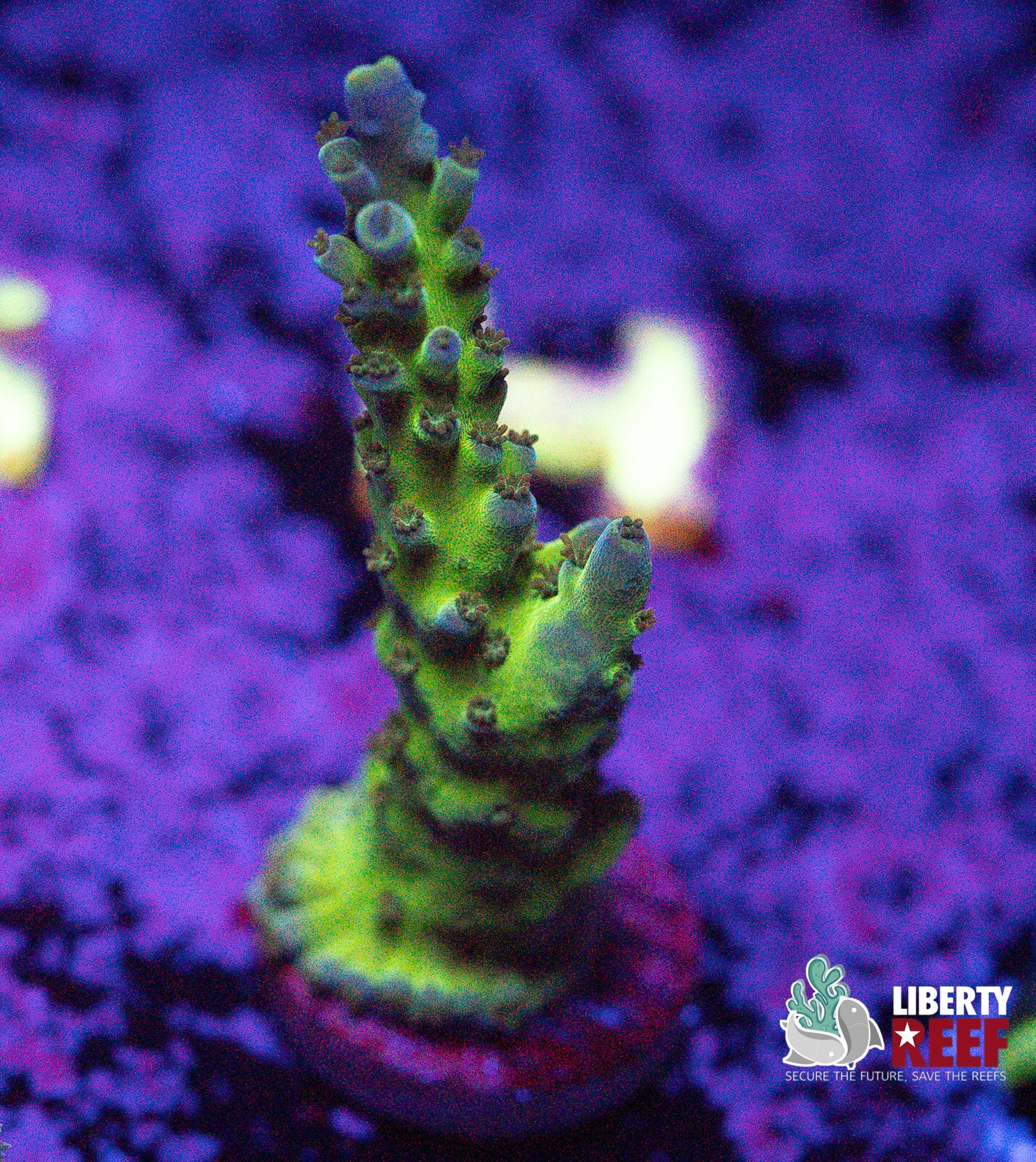 Green Slimer Acro