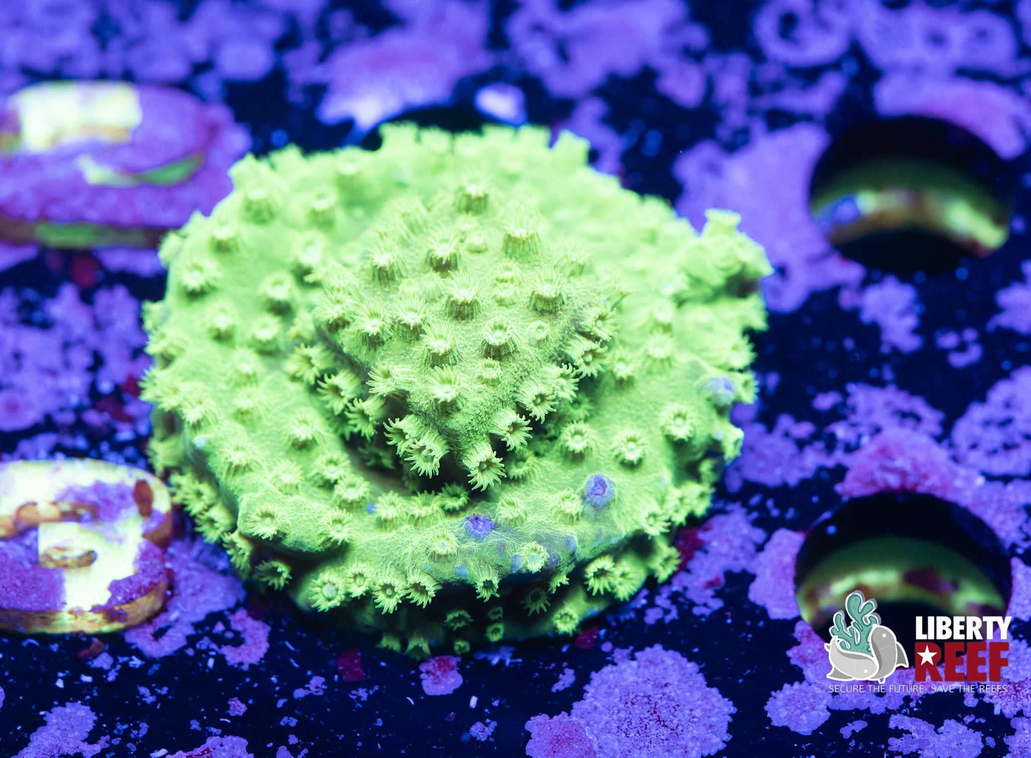Biota Sour Apple Cyphastrea