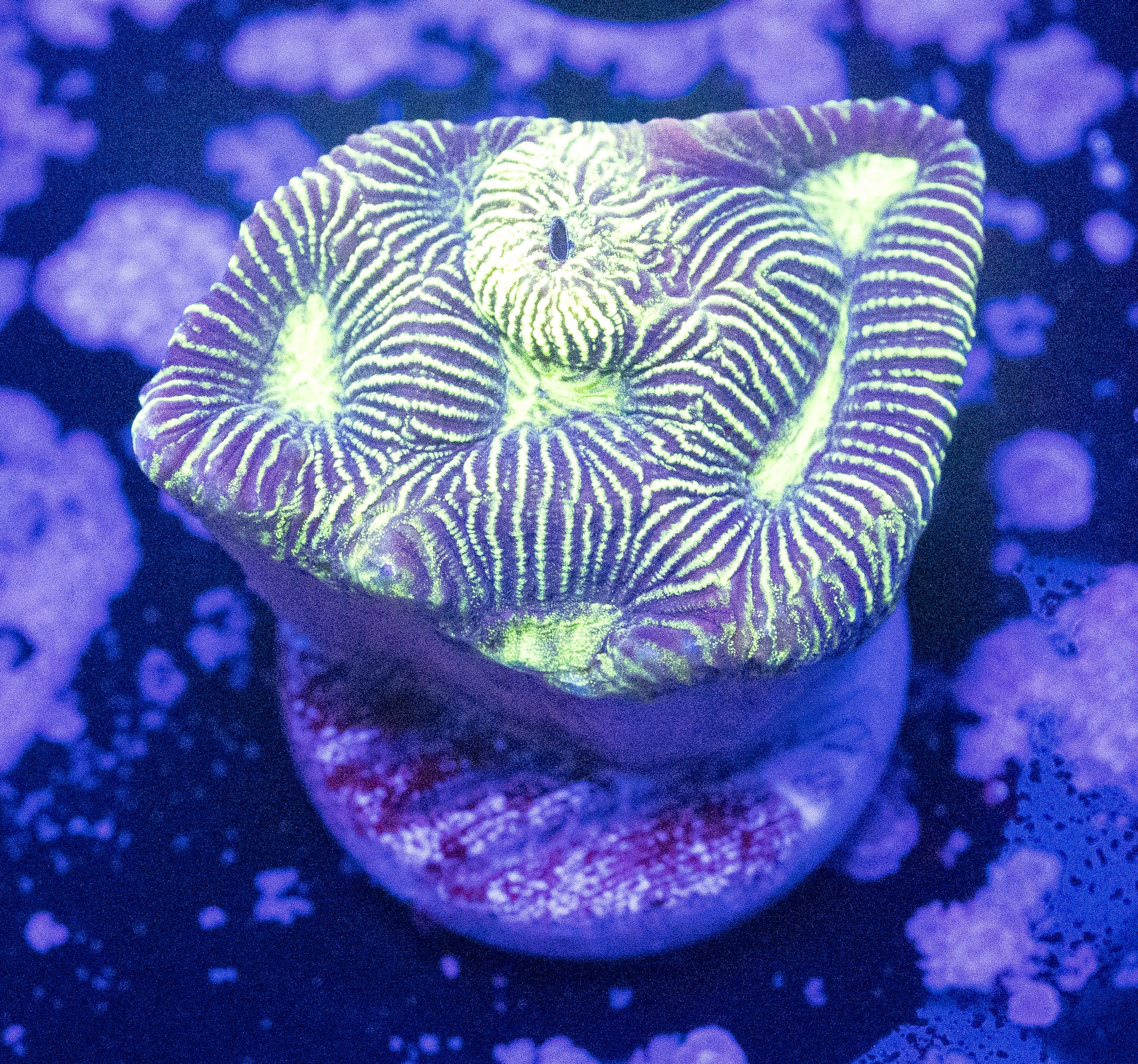 Neon Pinstriped Platygyra