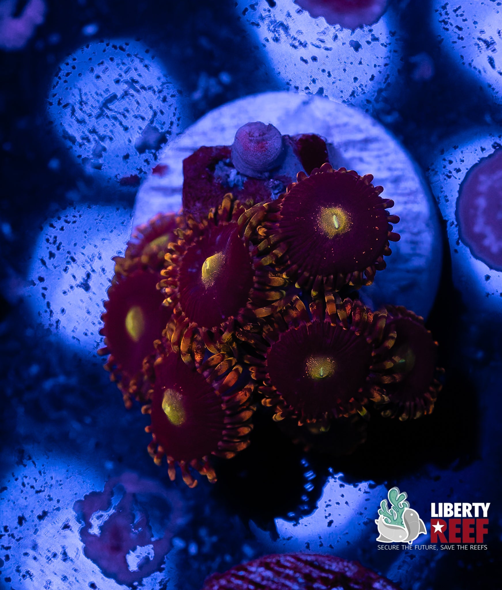 Big R Bozo Birthday Zoas