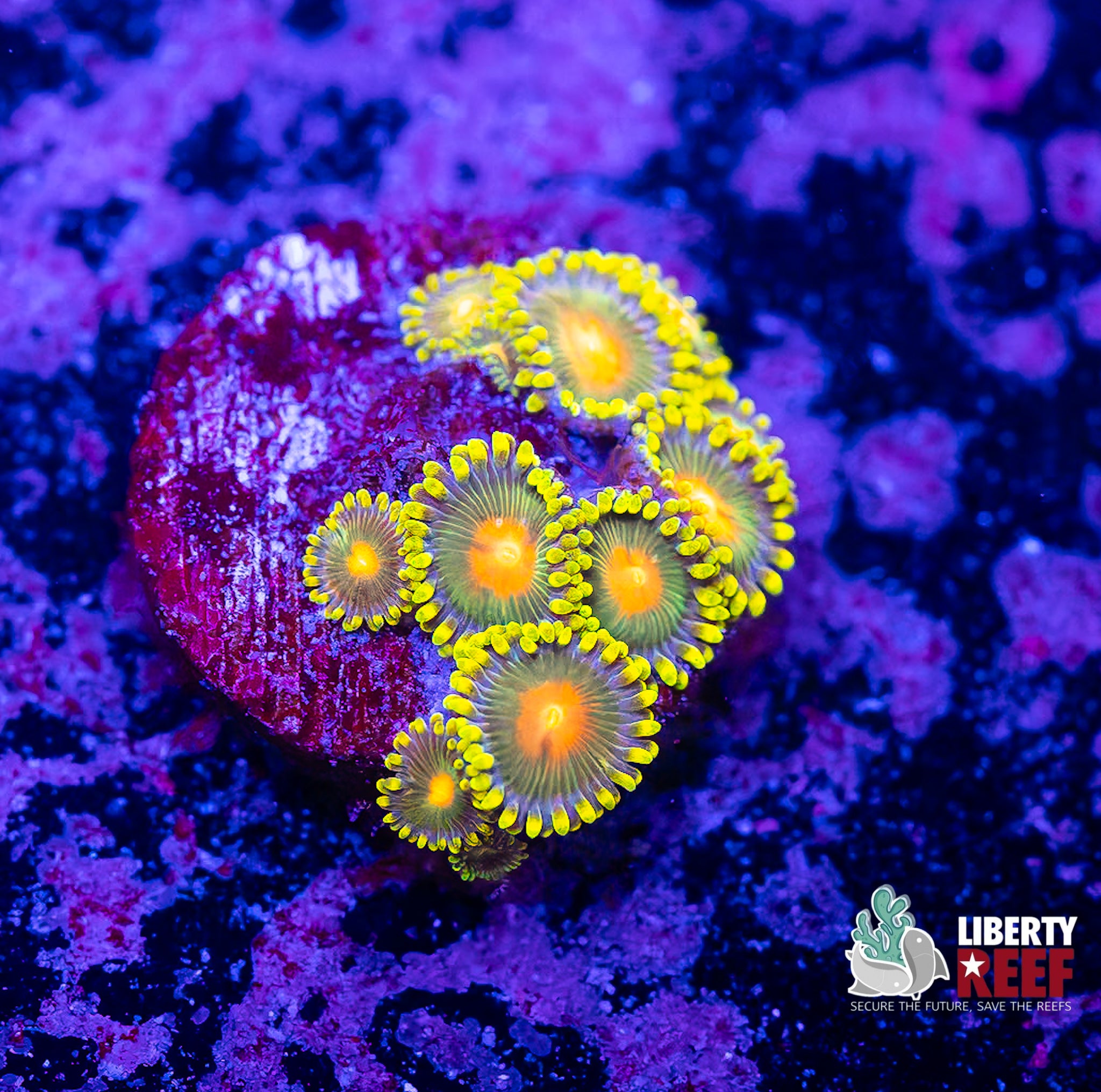Green Bay Packers Zoas